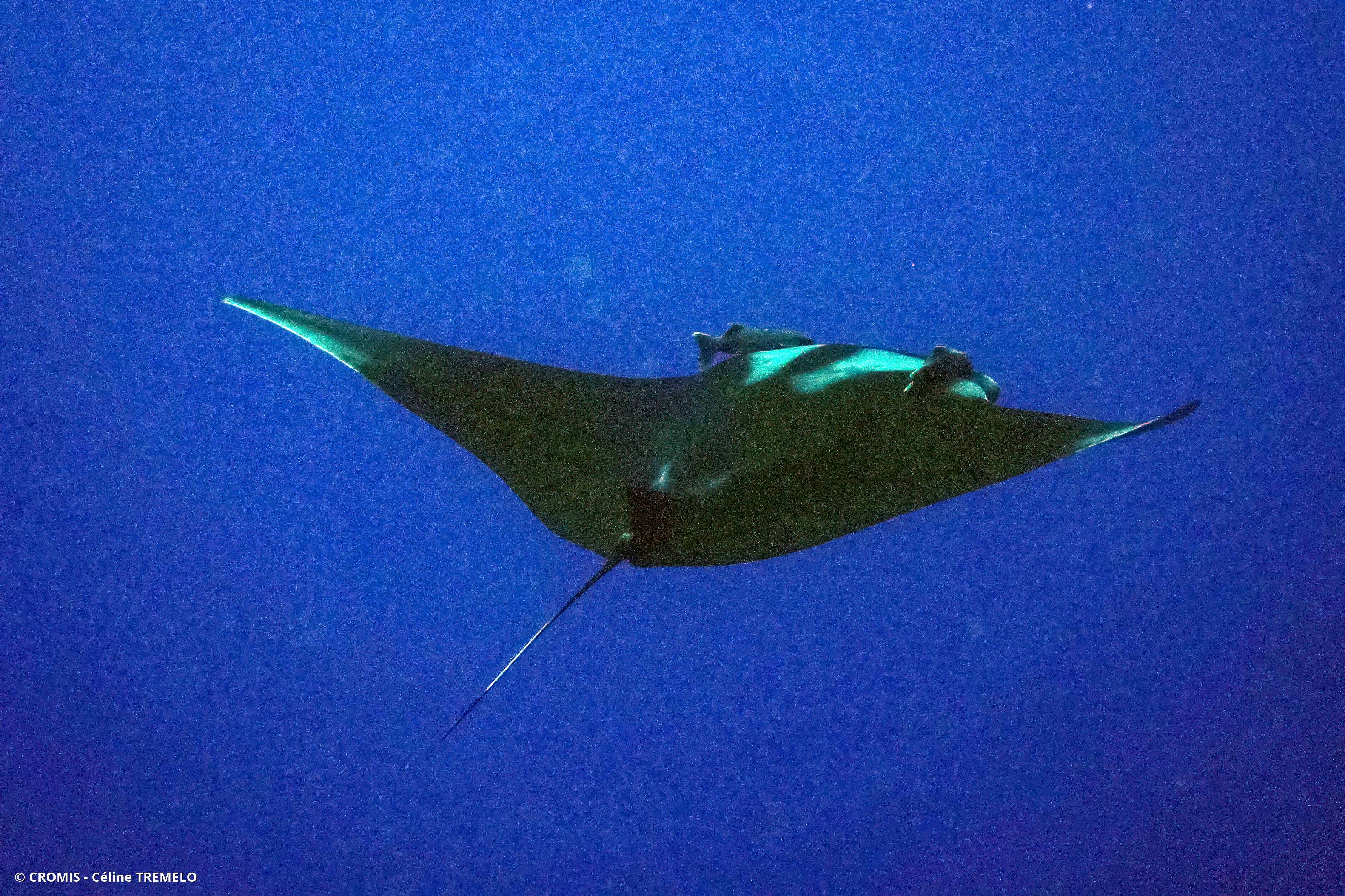 Manta géante