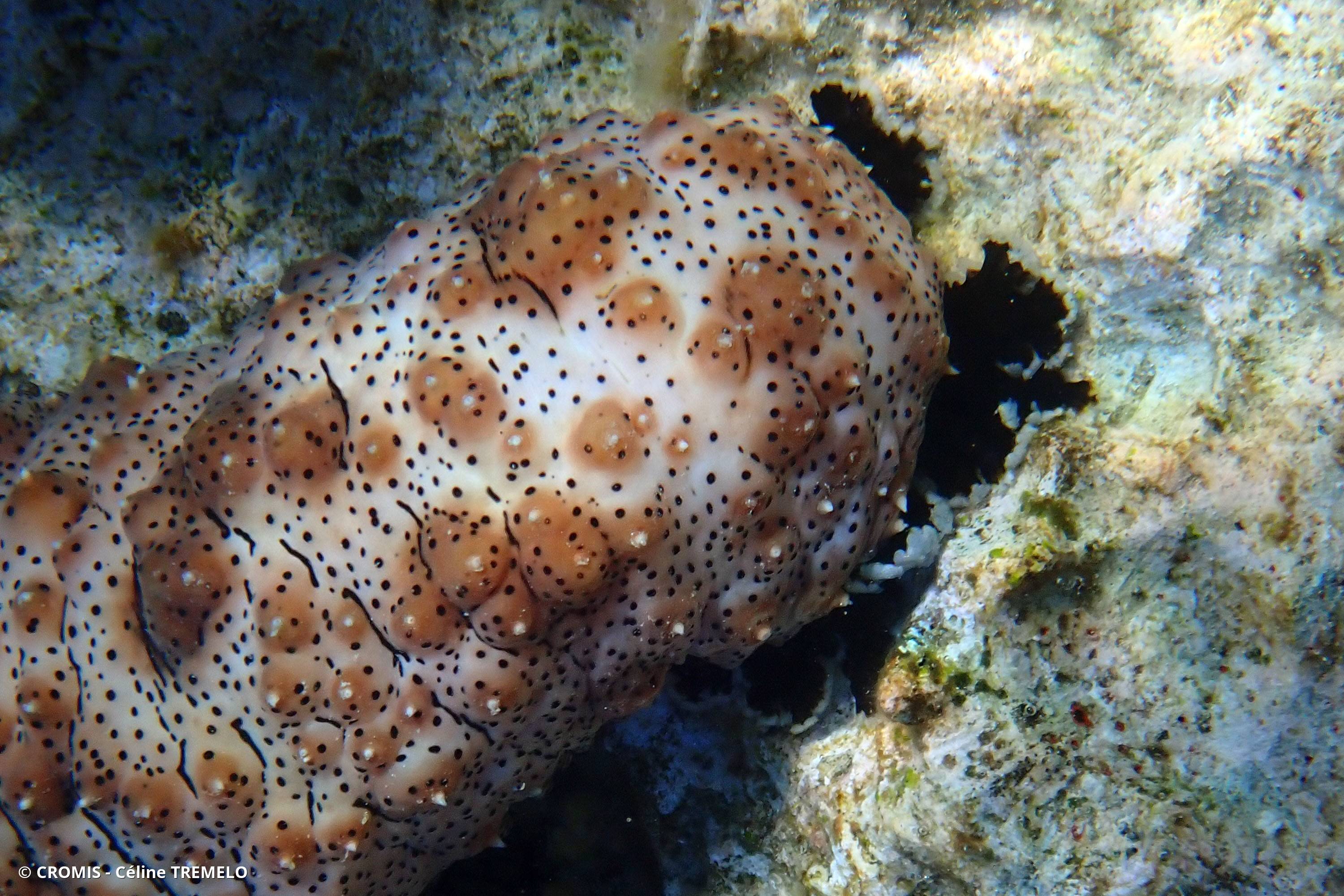 Holothurie rayée
