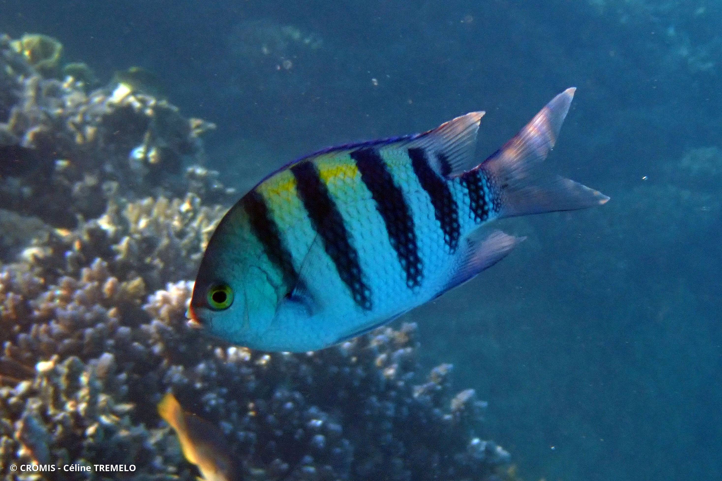 Poisson-bagnard