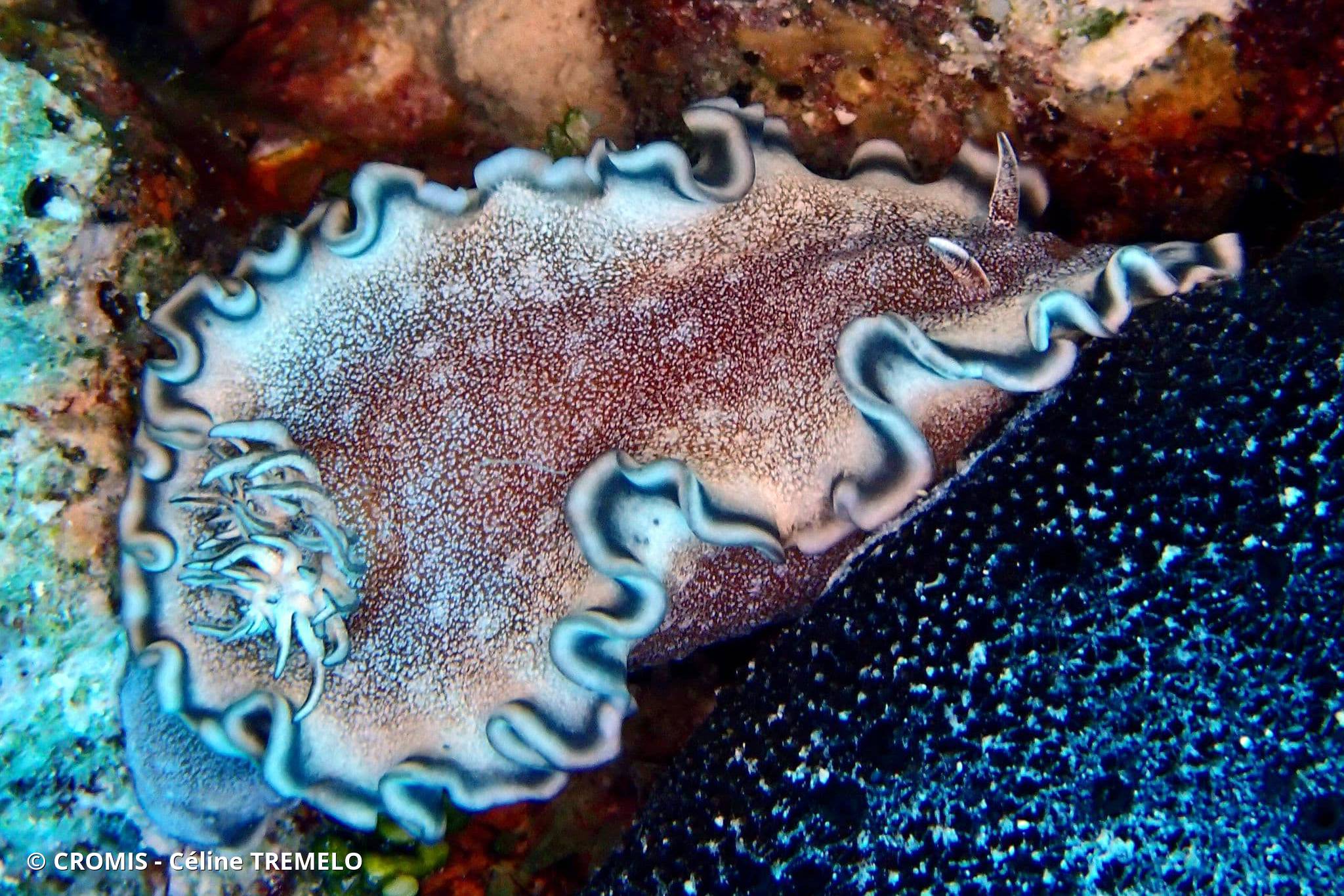 Glossodoris à liseré gris
