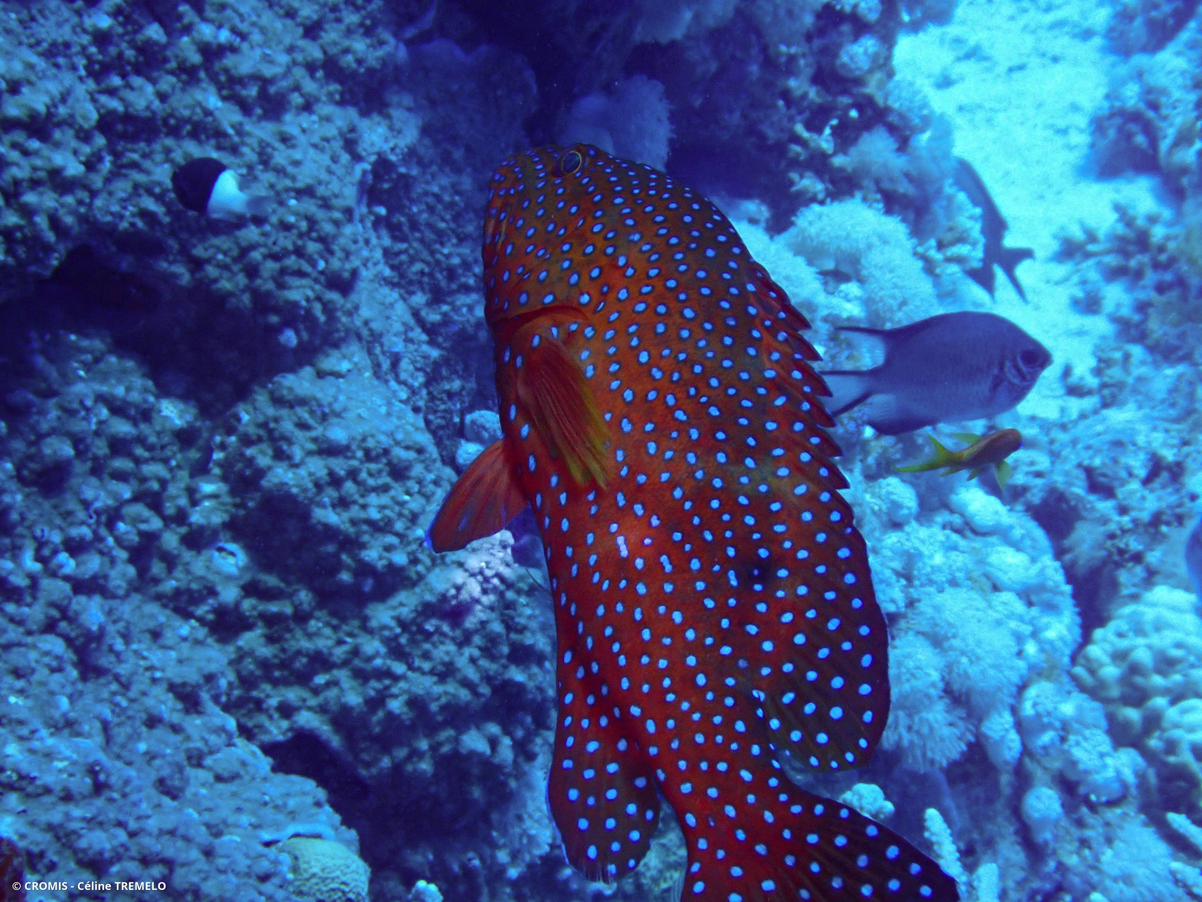 Mérou rouge
