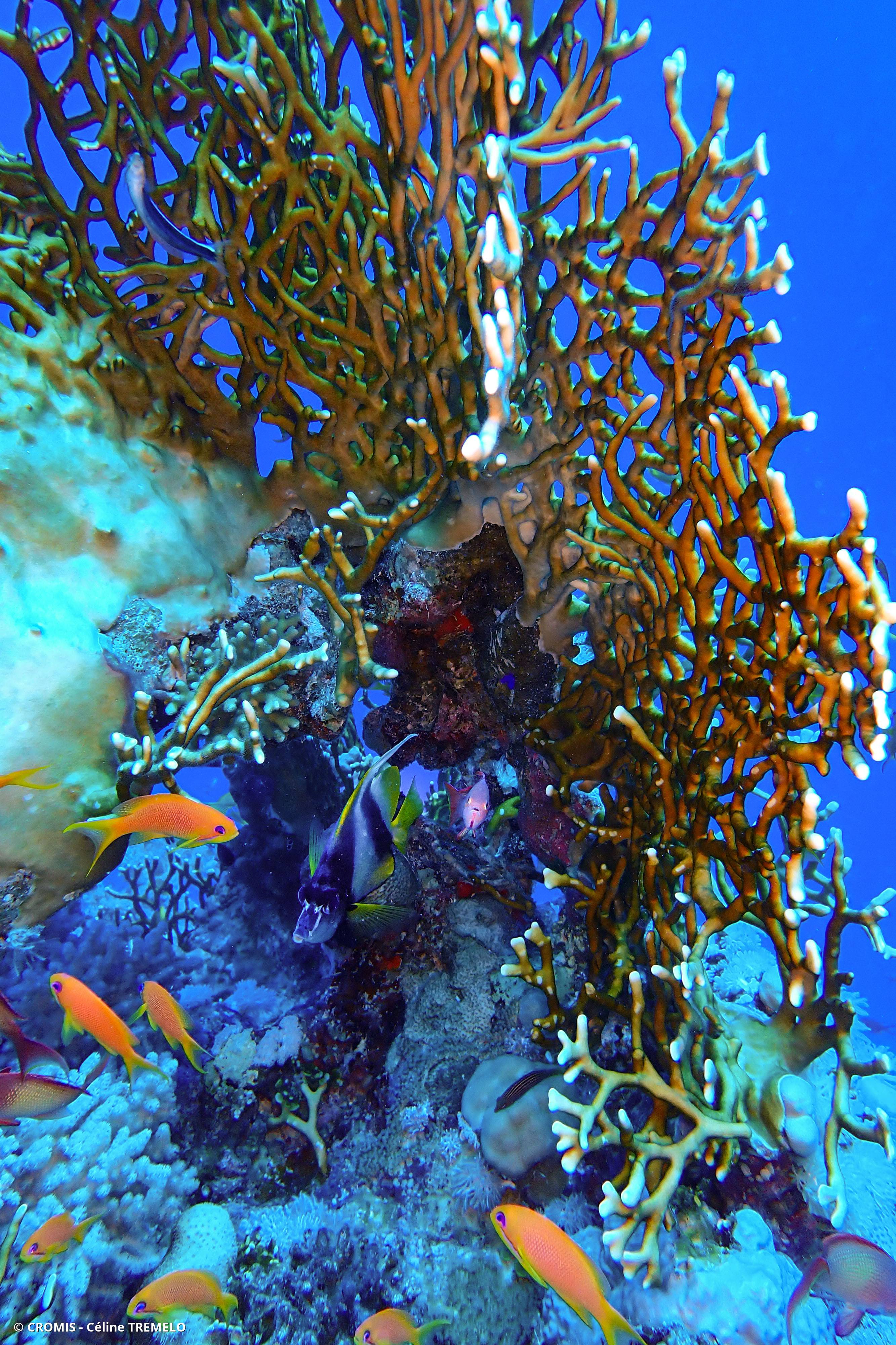 Corail de feu ramifié
