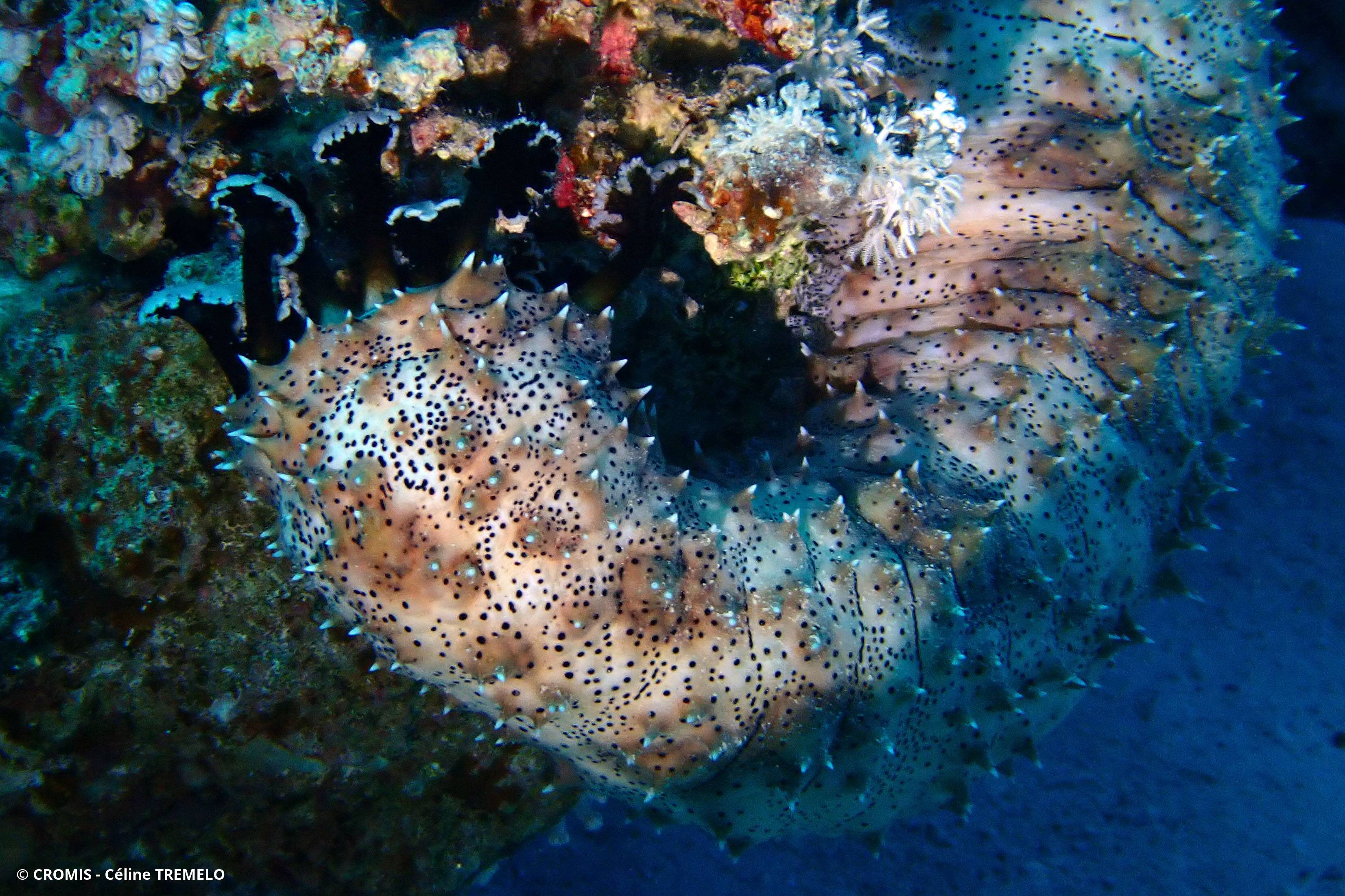 Holothurie rayée