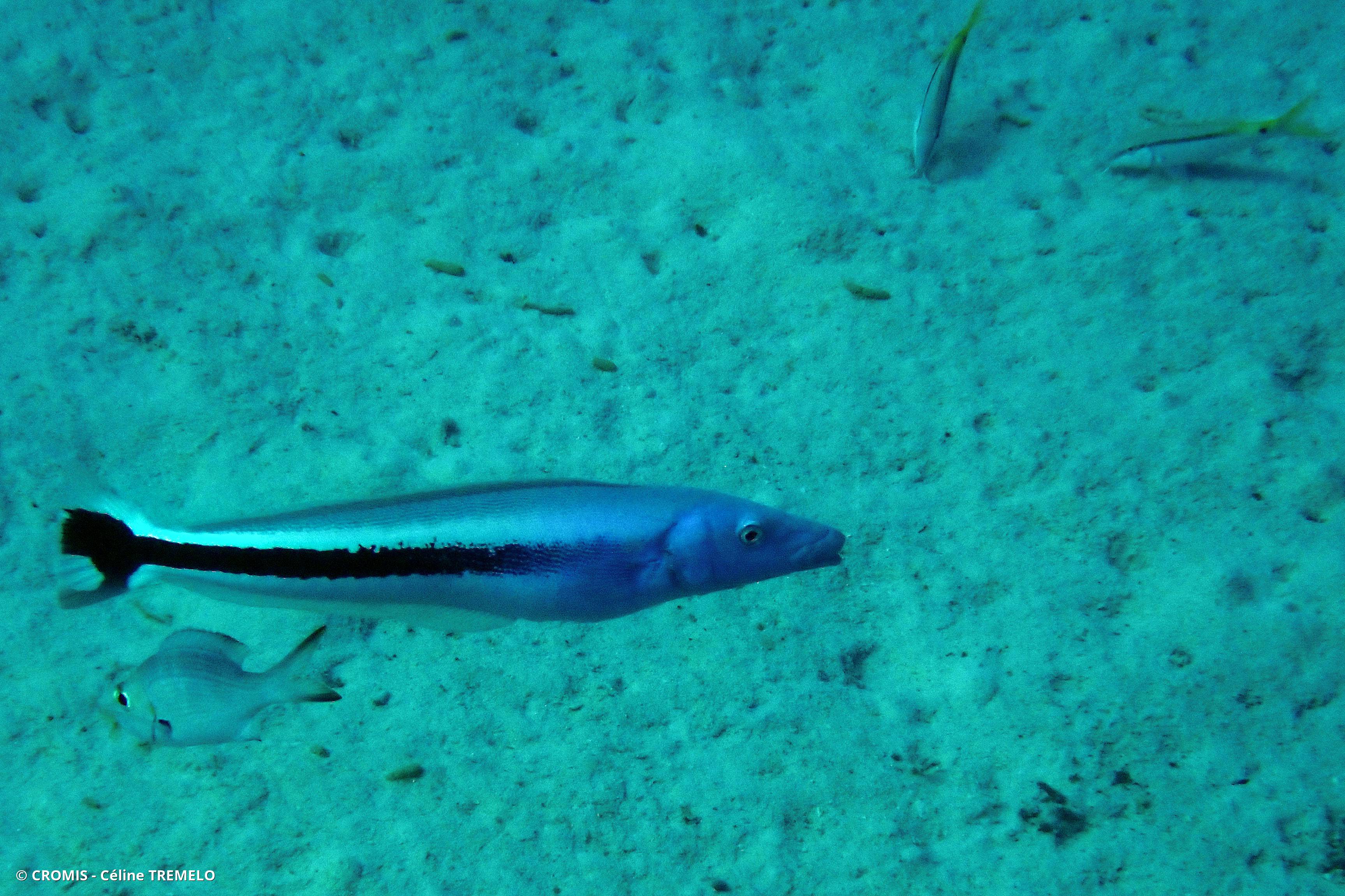 Malacanthe bleu