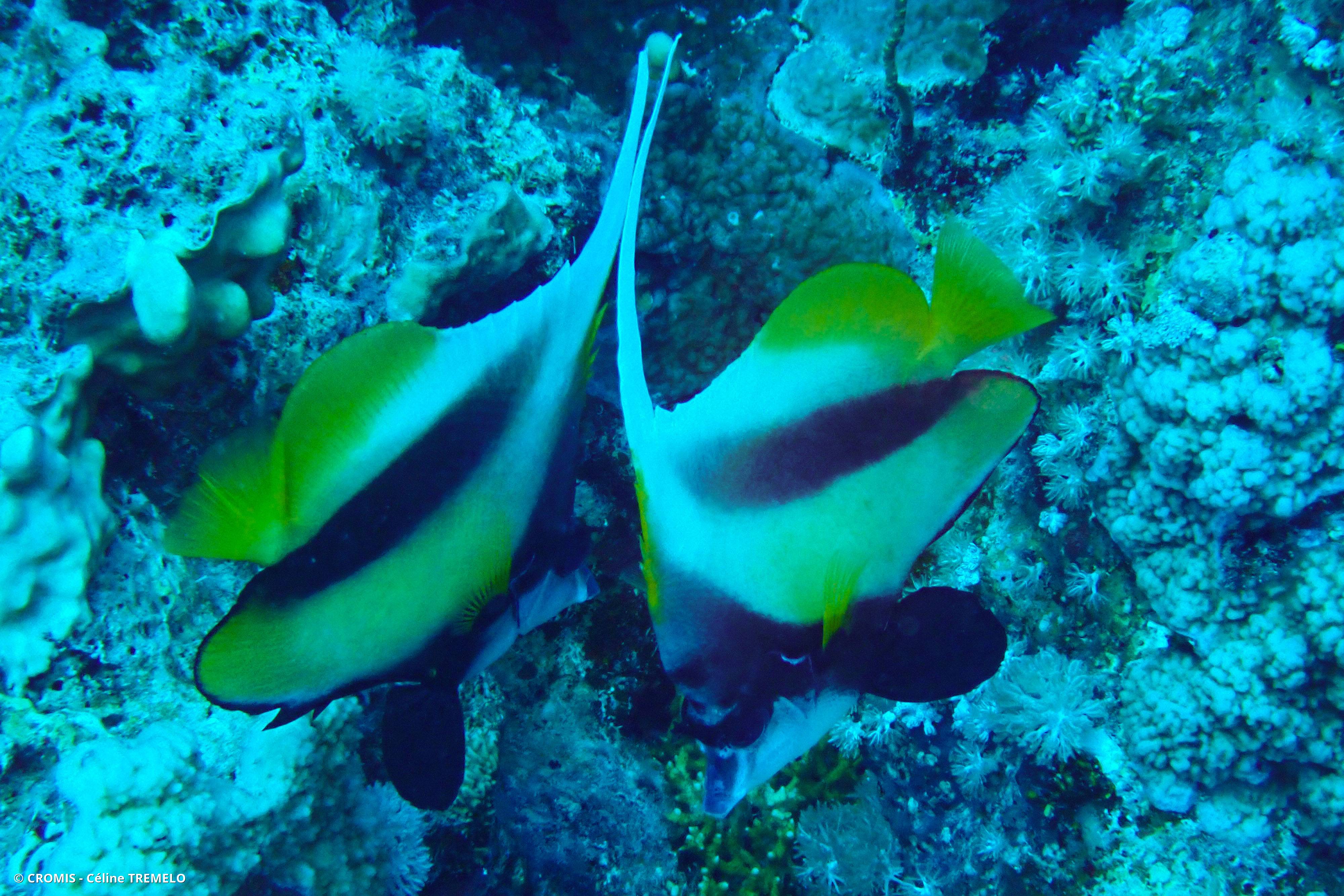 Poisson-cocher de Mer Rouge