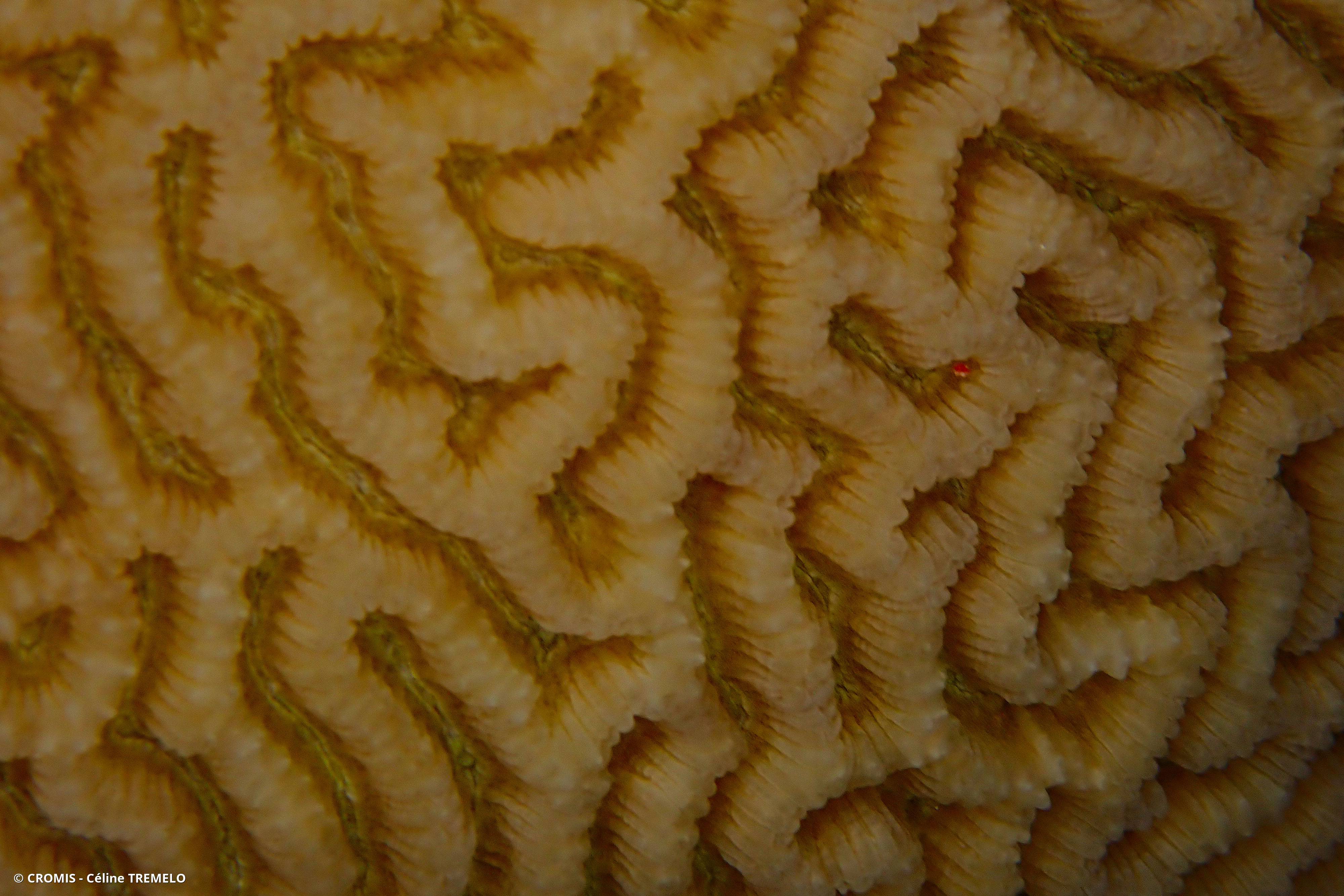 Corail cerveau chinois