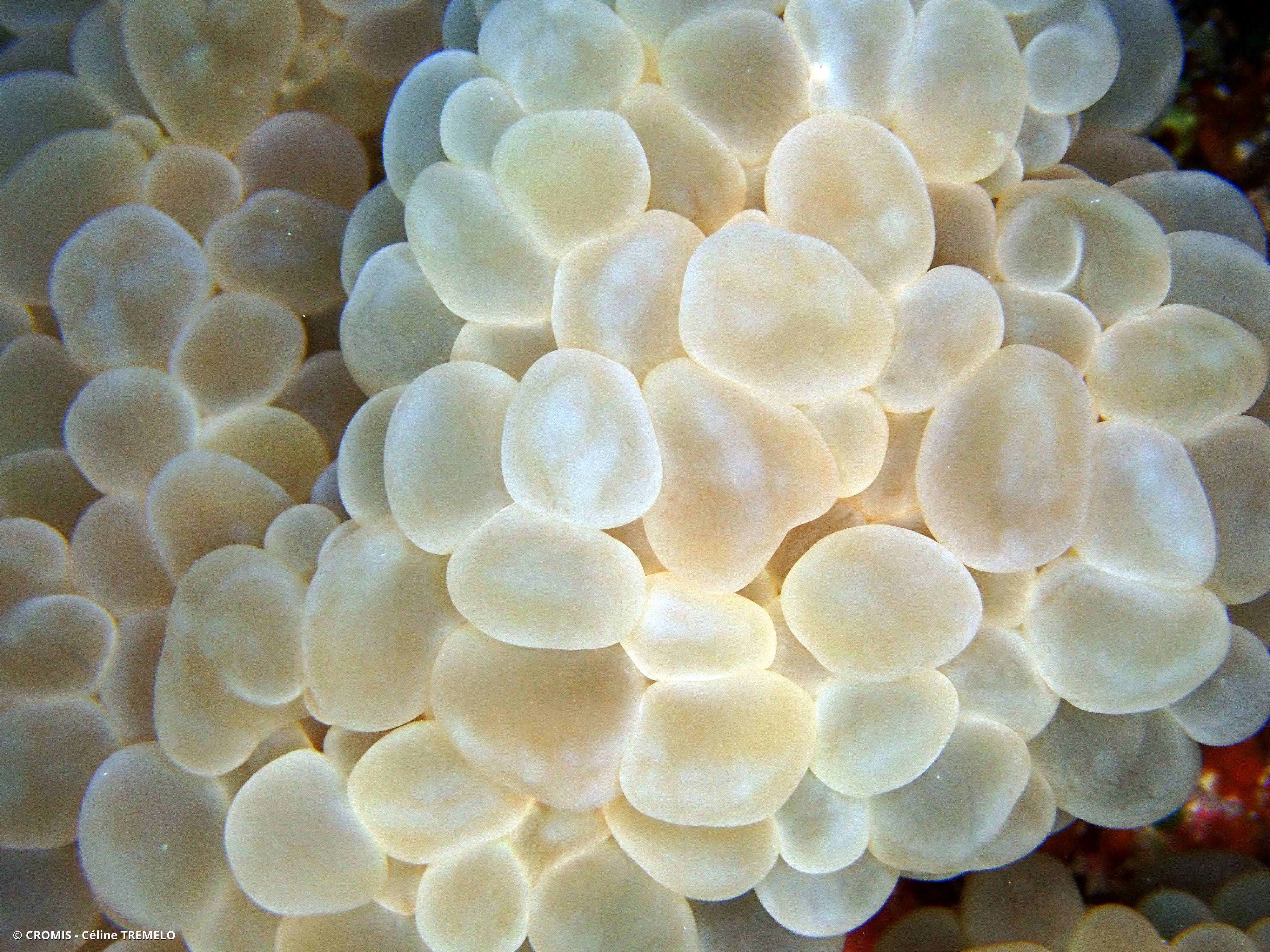 Corail à bulles