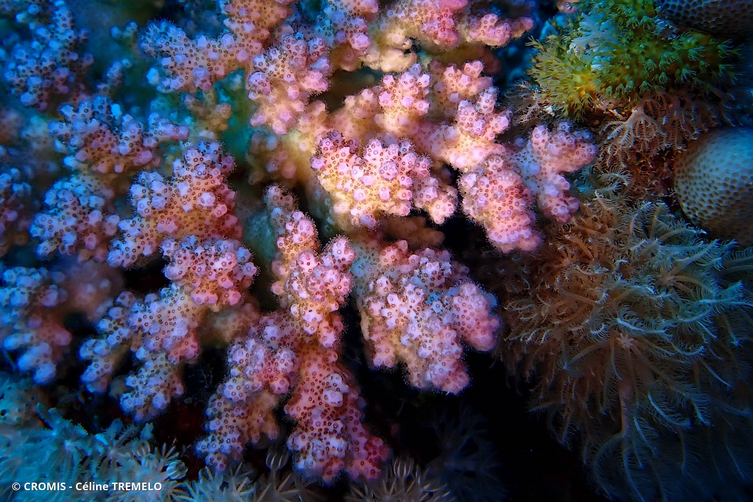 Corail chou-fleur