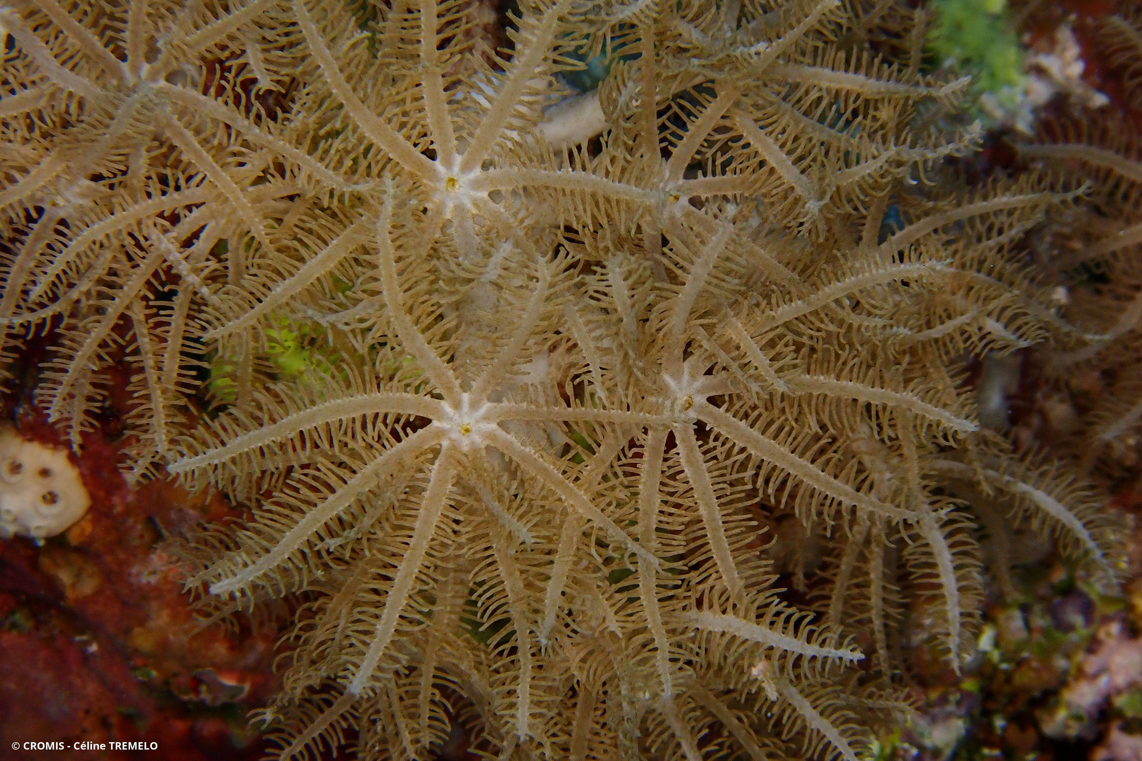 Alcyonaire glauque