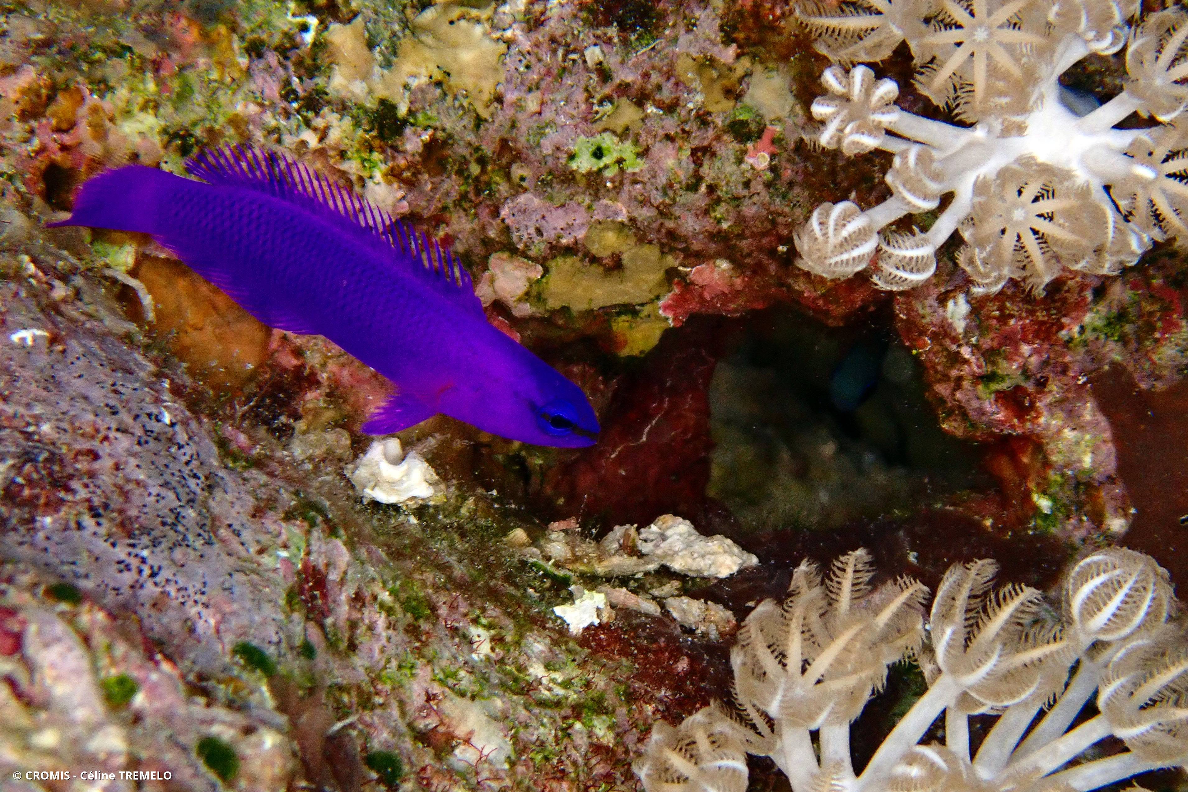 Serran orchidée