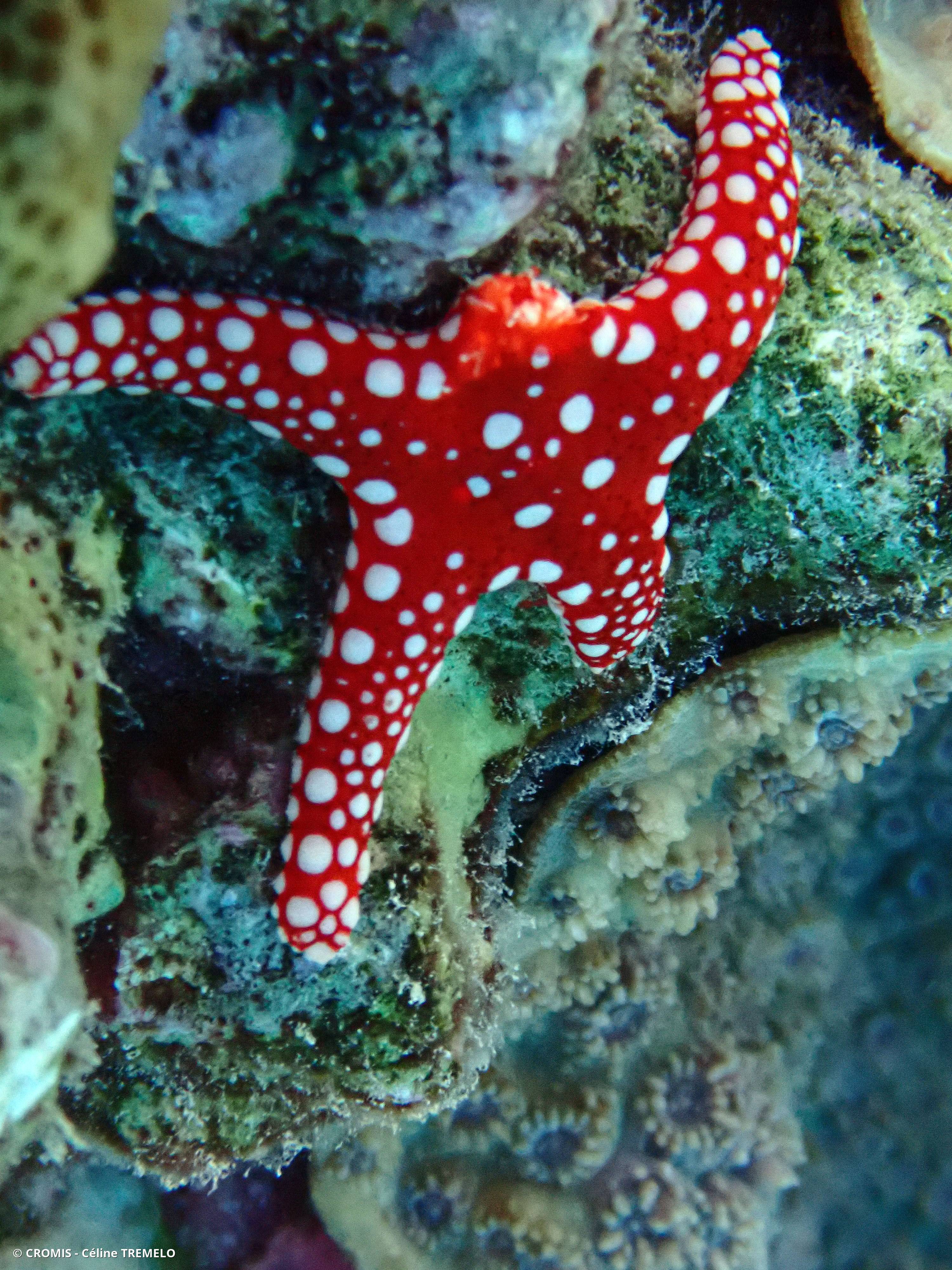 Etoile d'Hurghada