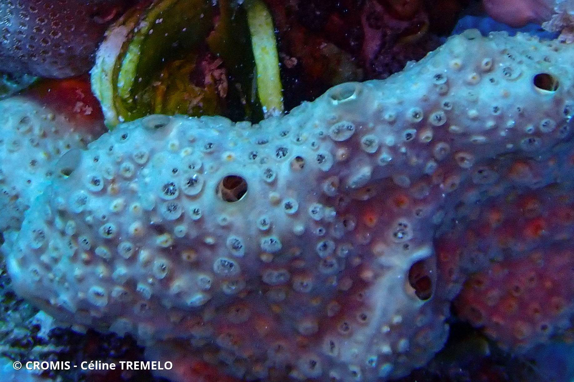 Crella (Grayella) cyatophora