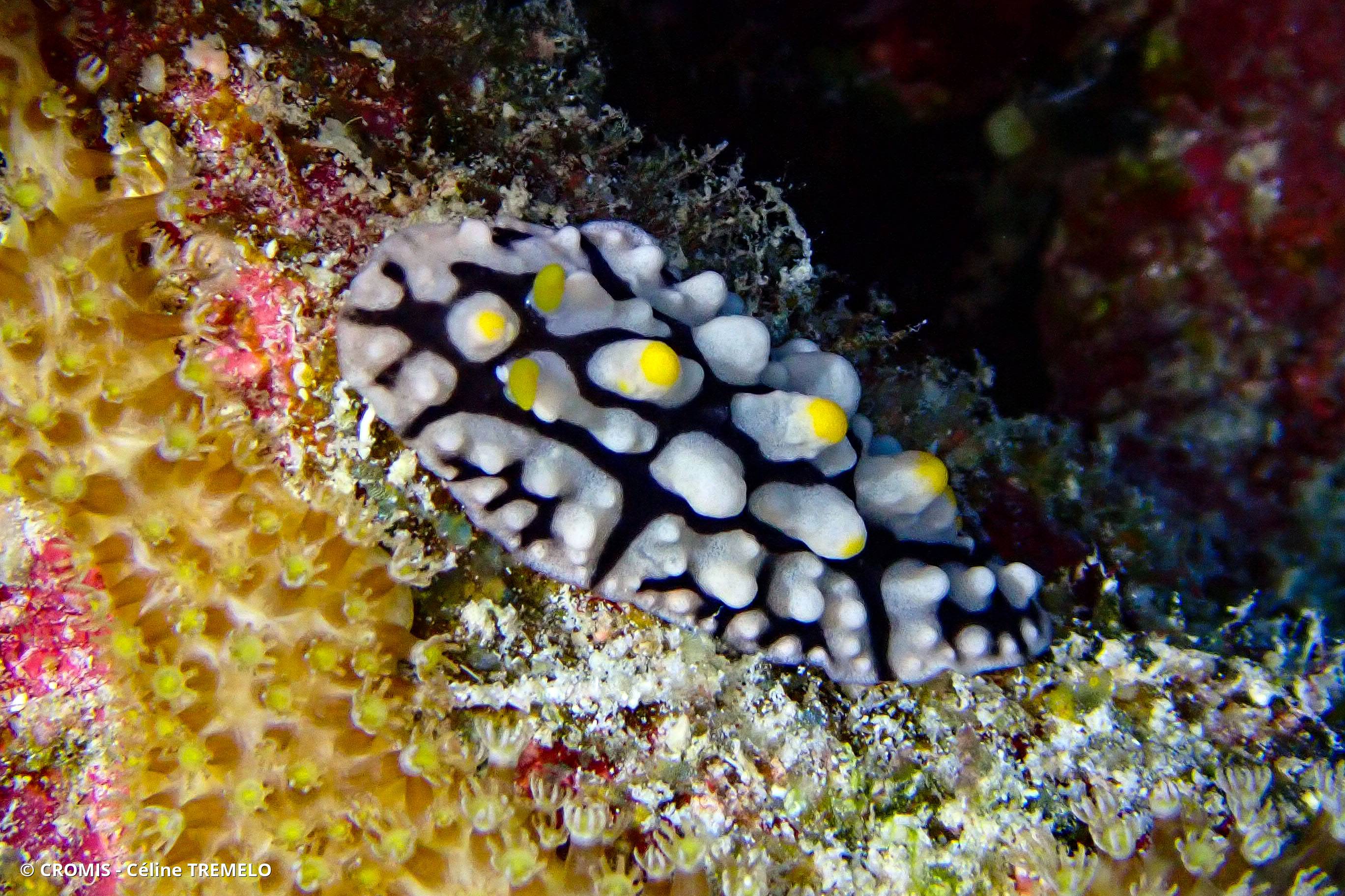 Phyllidie élégante