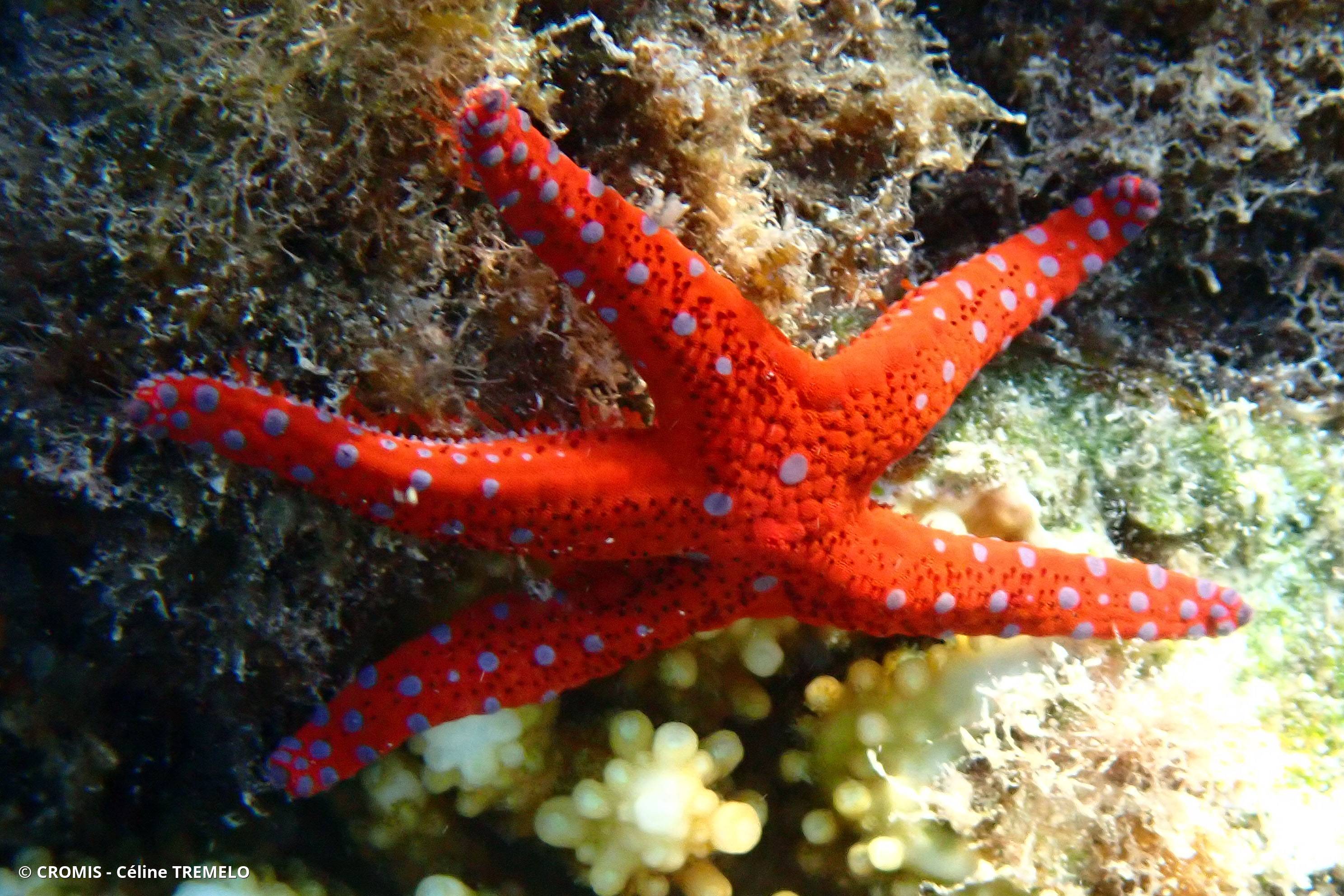 Etoile d'Hurghada