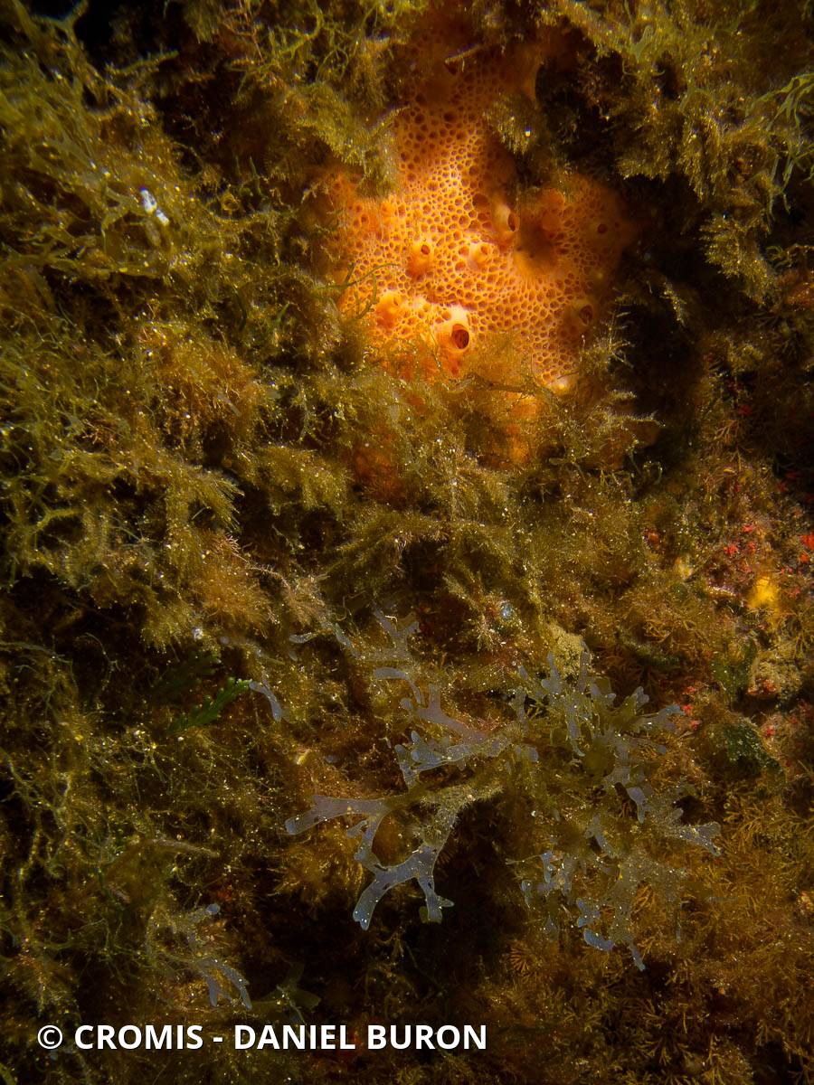 Dictyote à bordures bleu iridescent