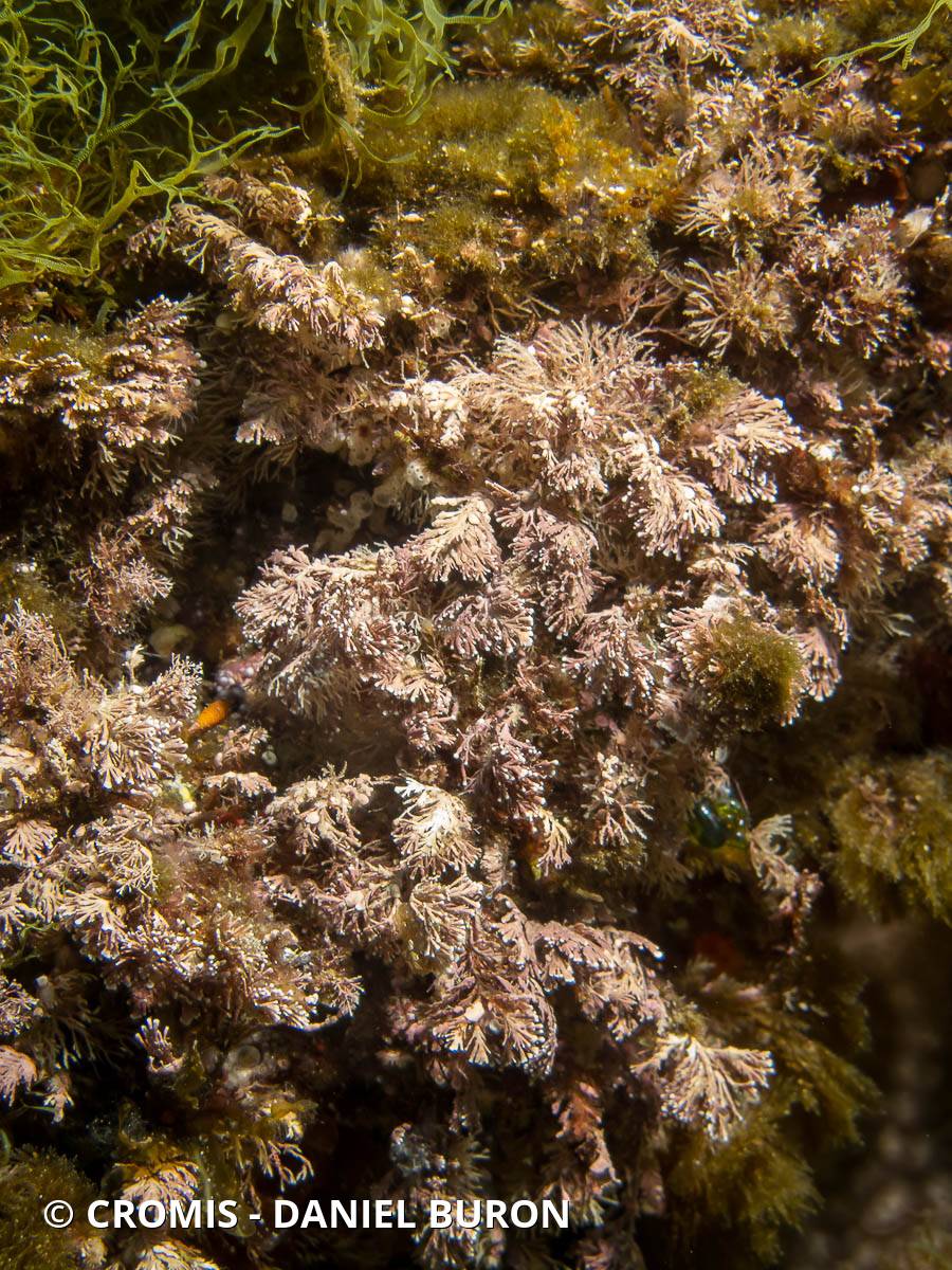 Coralline