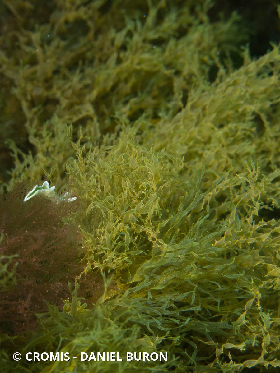 Dictyote rubanée