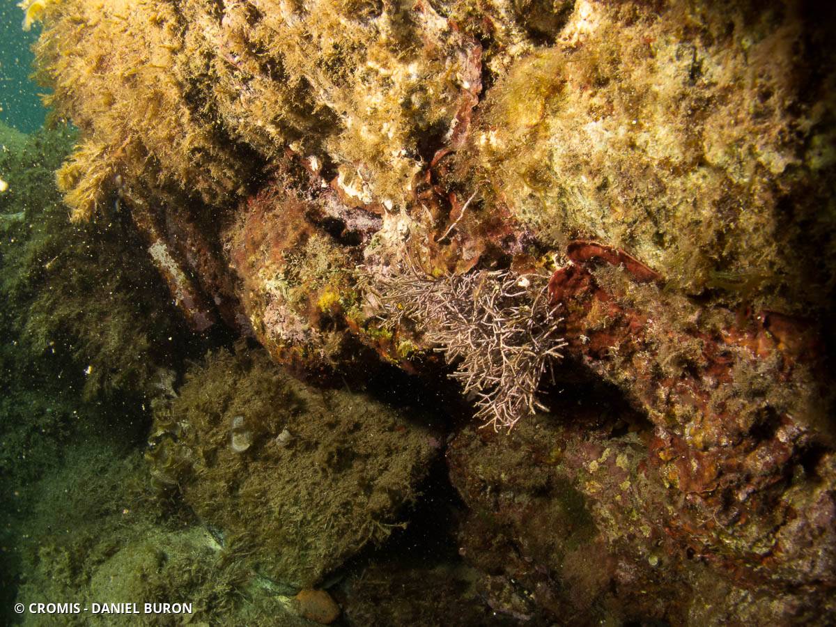 Amphiroa rigide