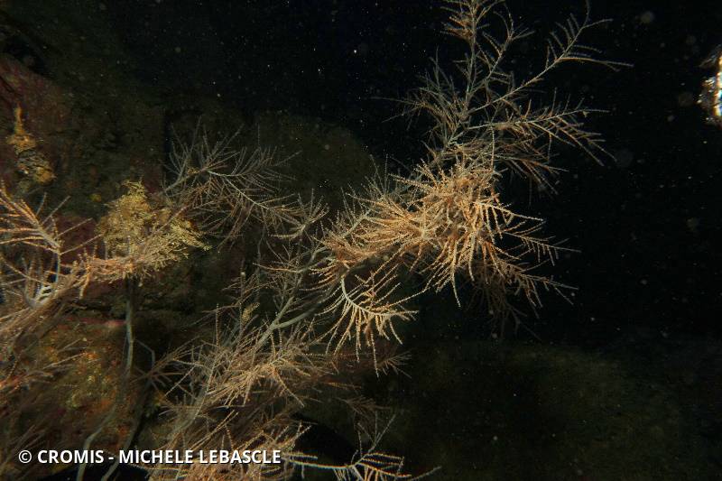 Corail noir de Méditerranée
