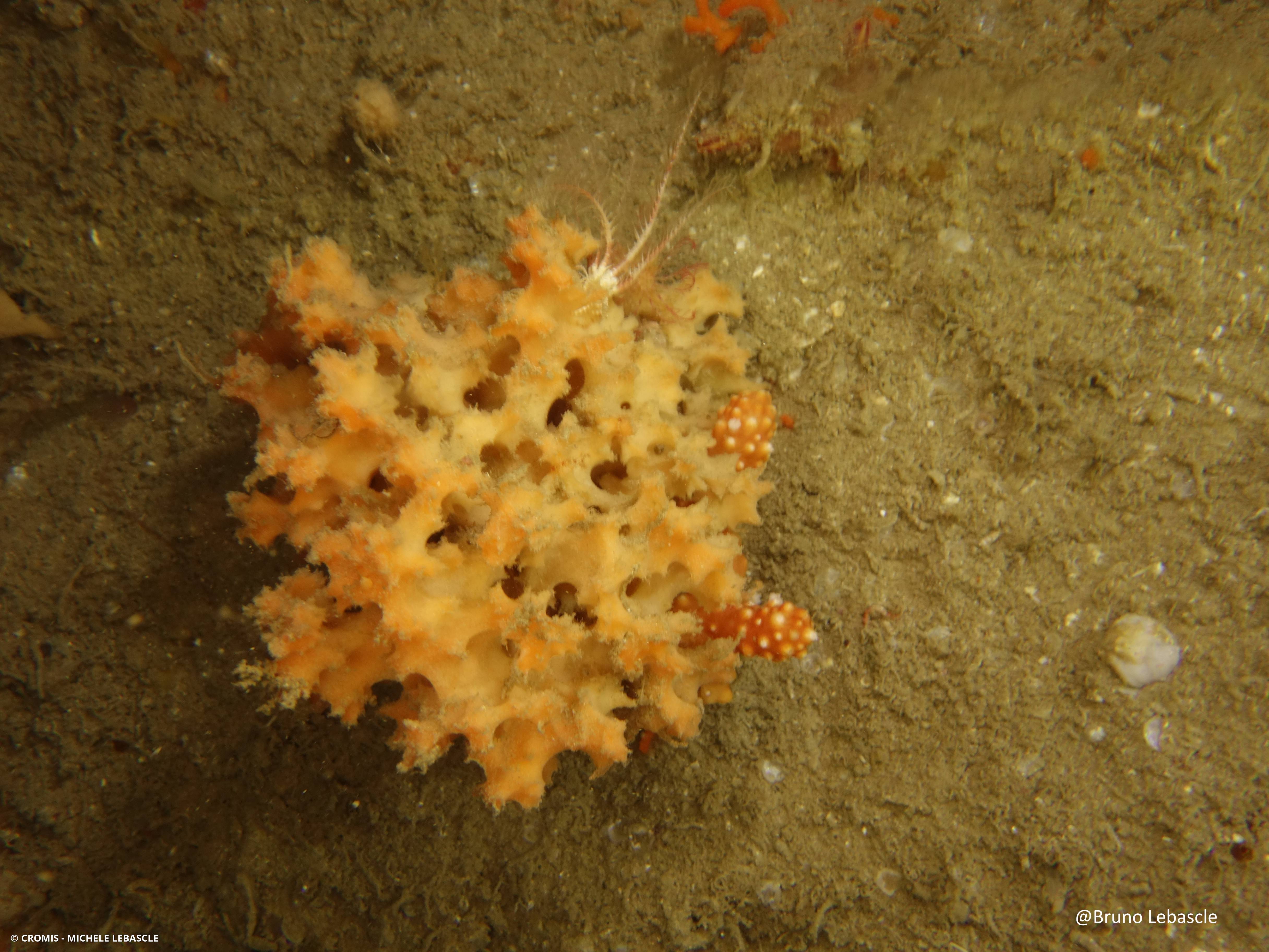 Eponge épineuse orange