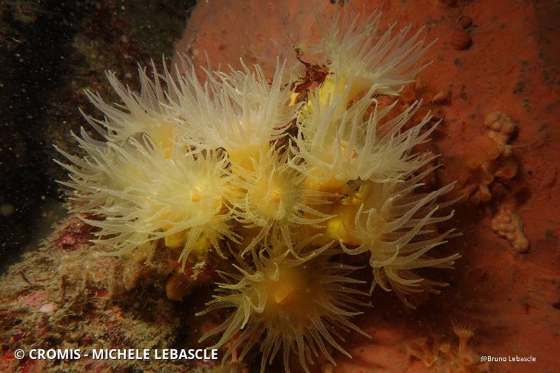 Corail arborescent jaune