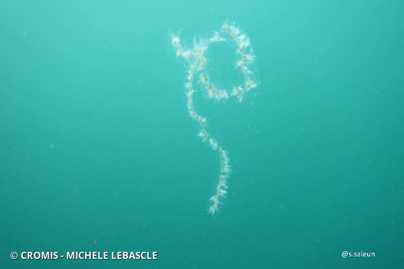 Siphonophore fil de fer