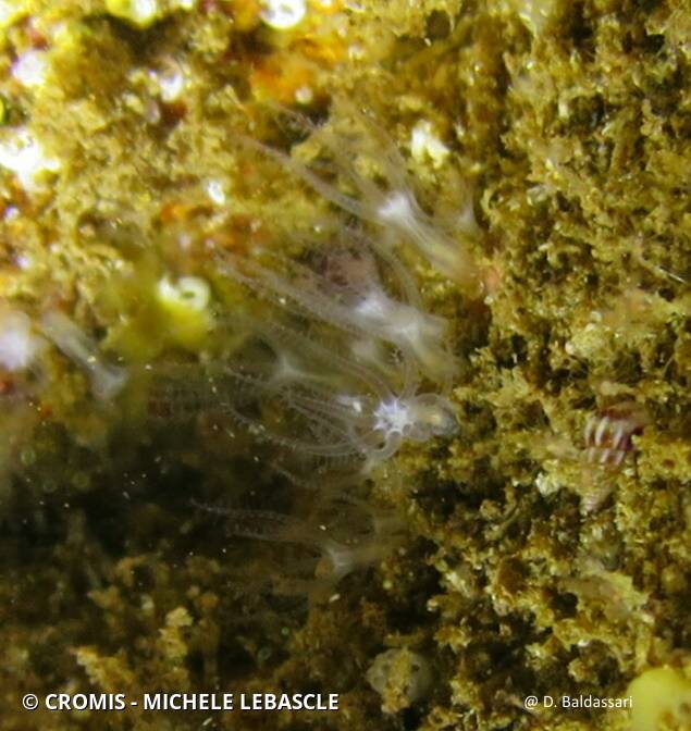 Corail brique