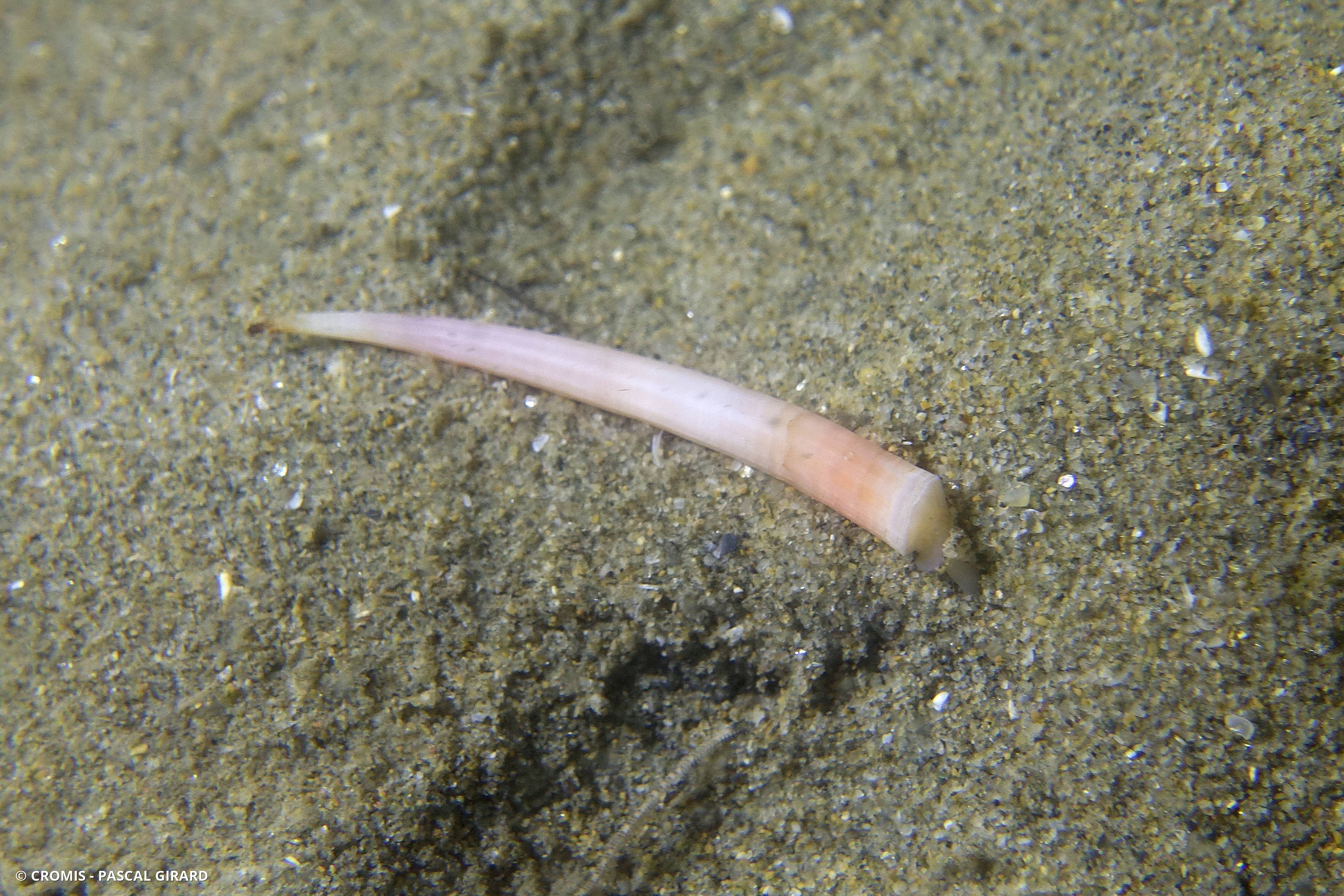 Dentale à côtes inégales