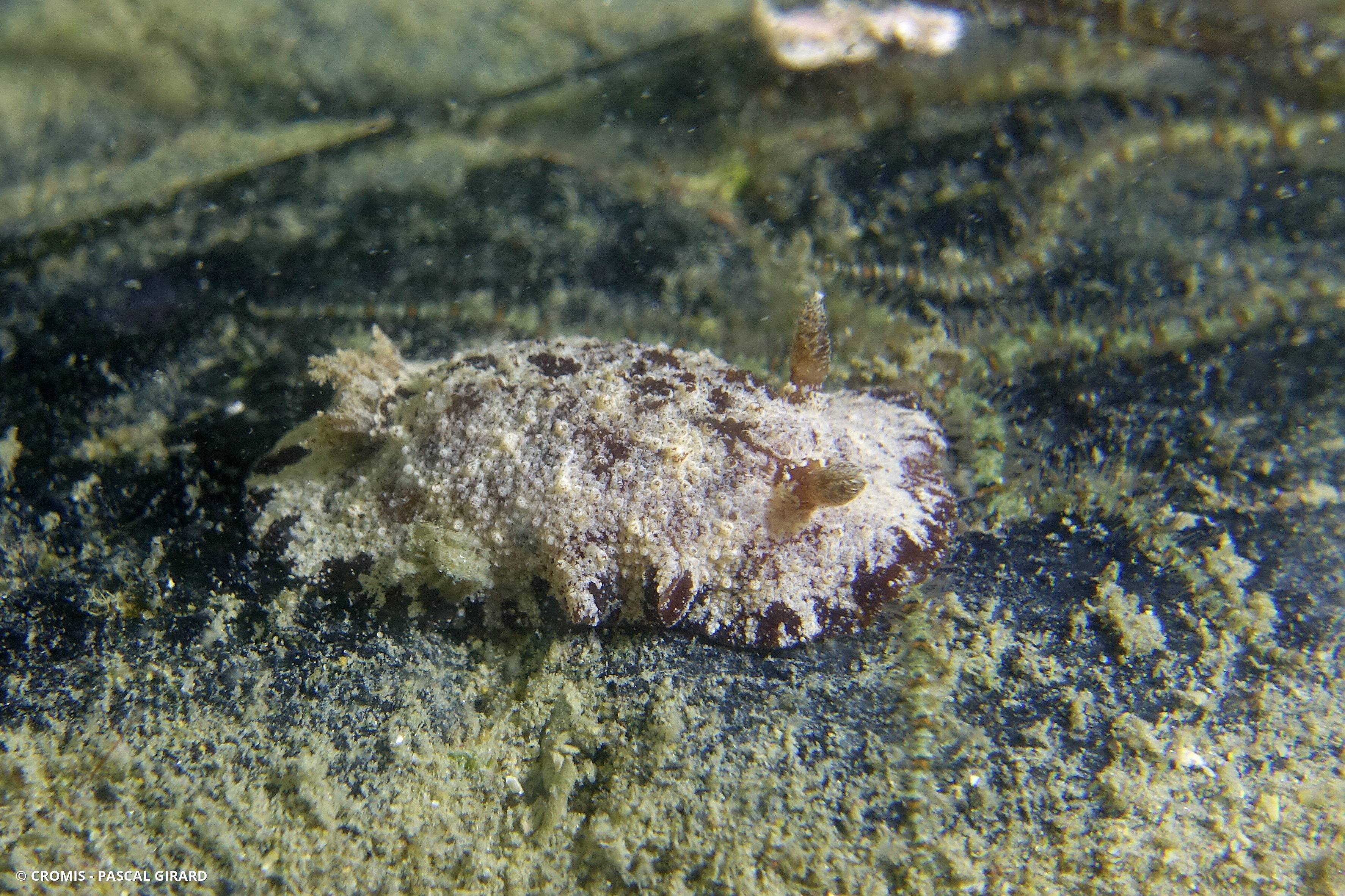 Discodoris étoilé