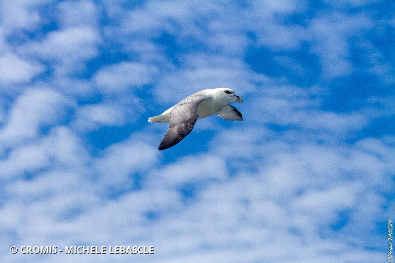 Fulmar boréal
