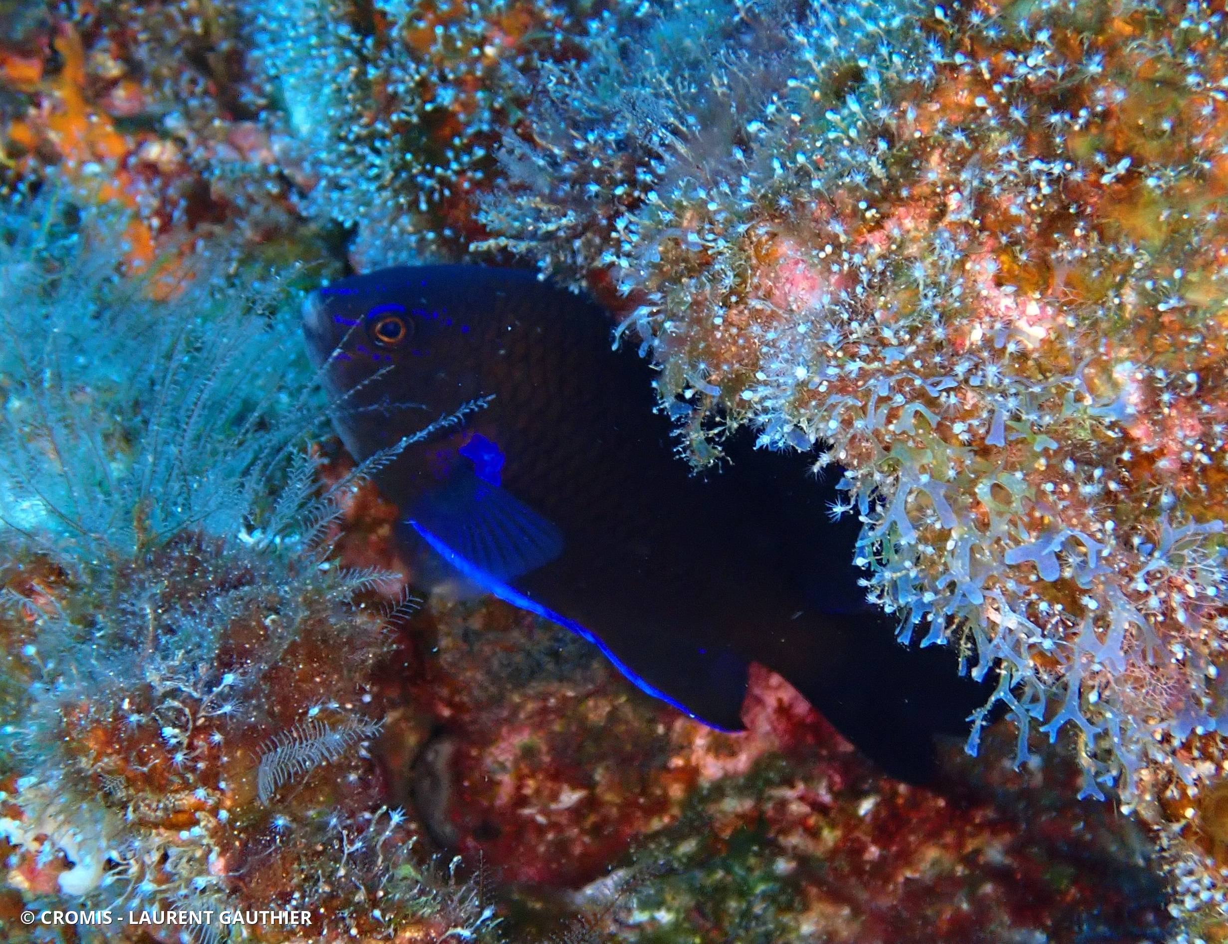 Demoiselle des Canaries