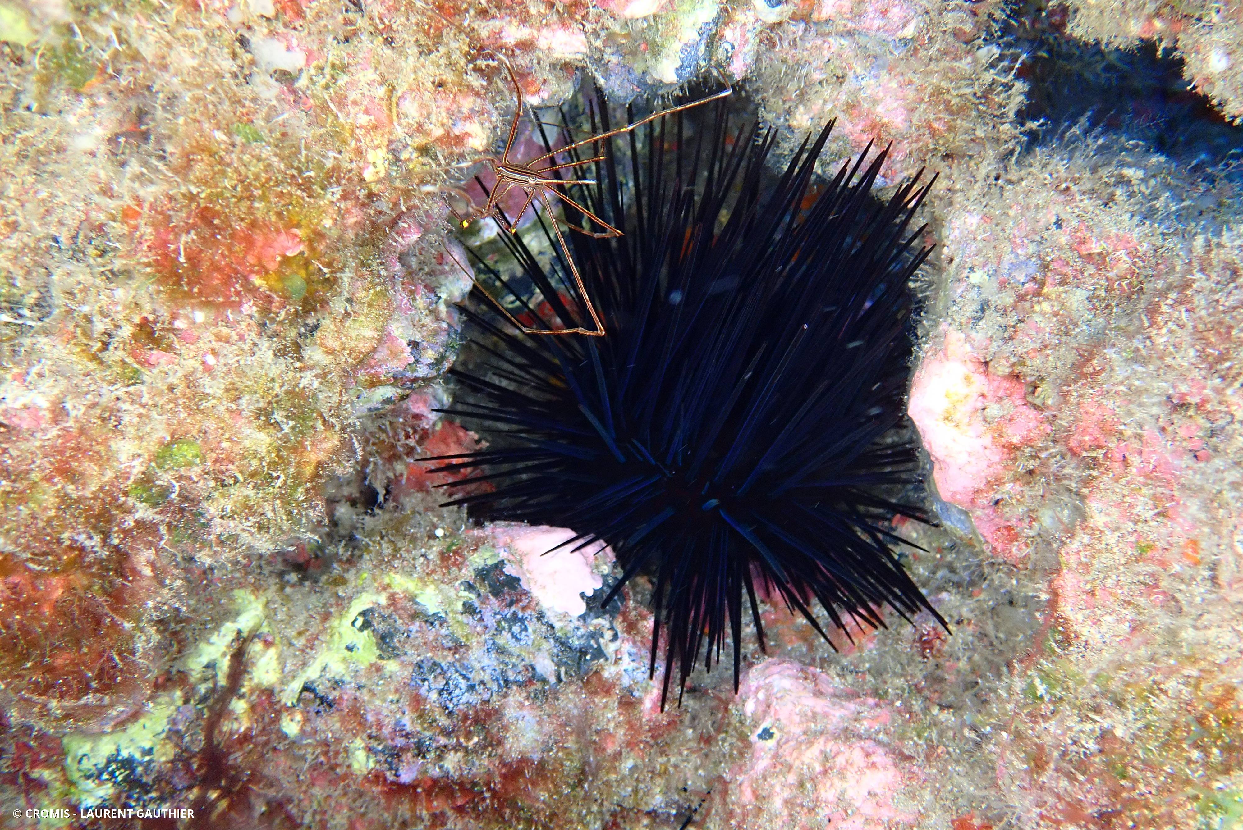 Oursin diadème des Antilles