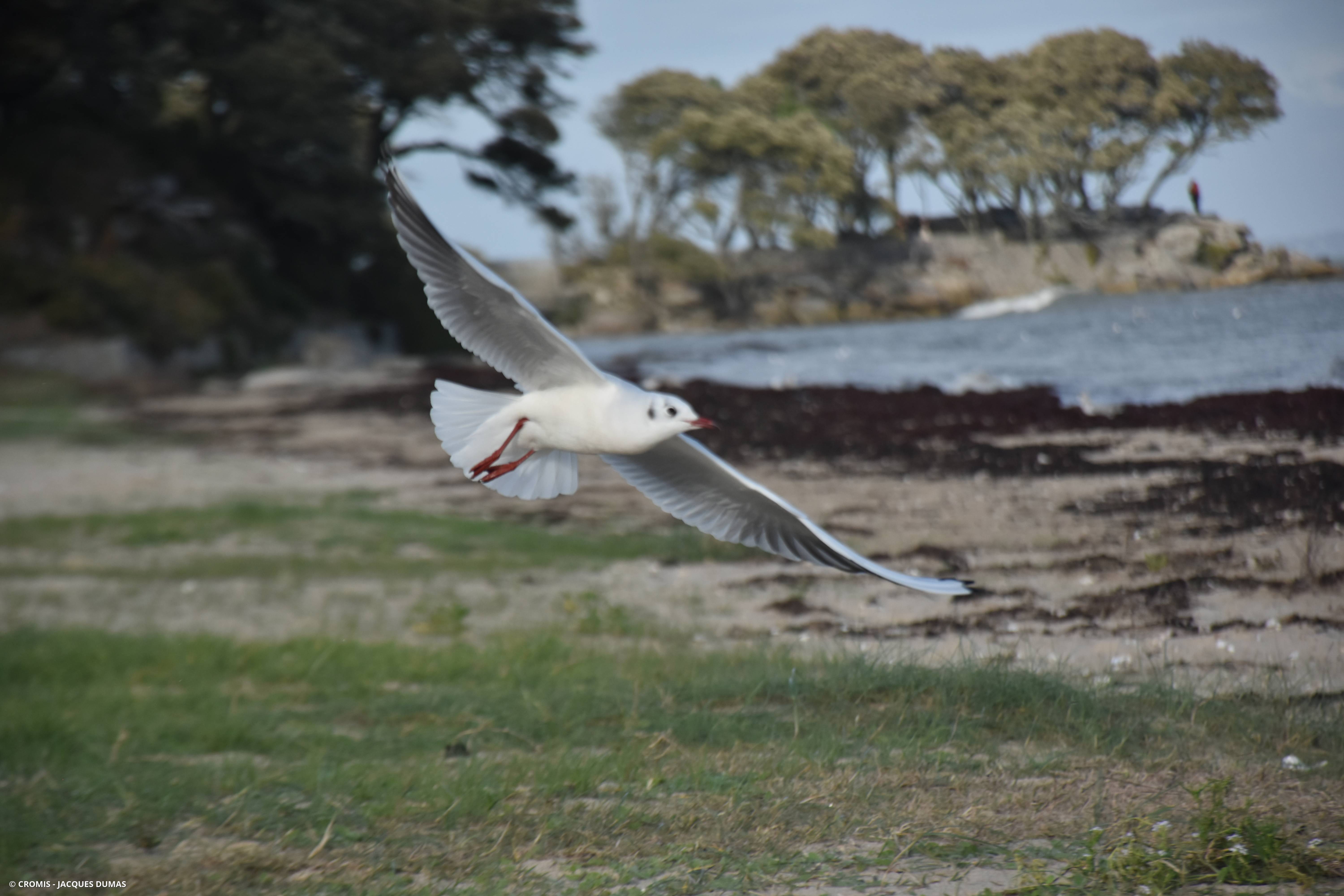 Mouette rieuse