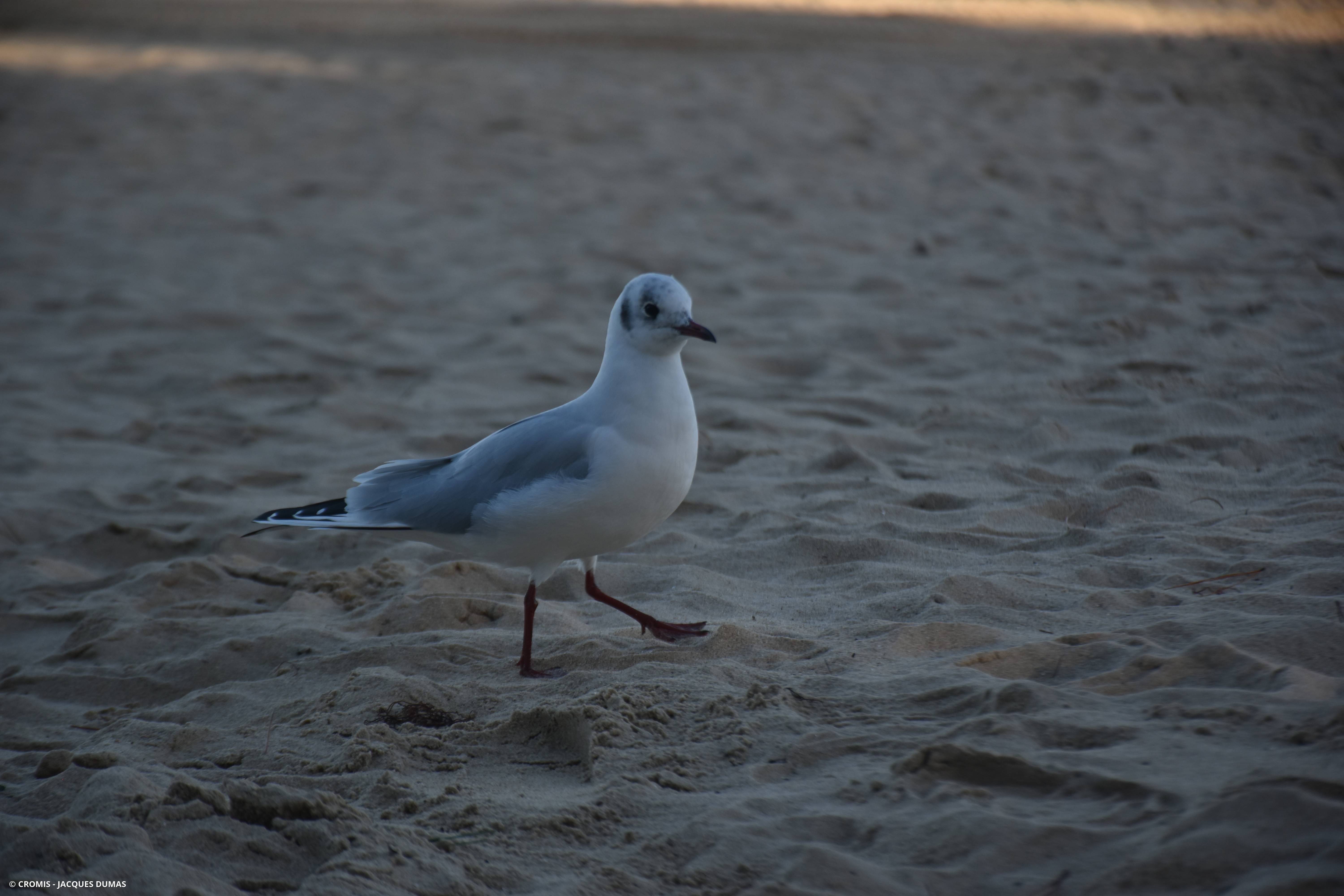 Mouette rieuse