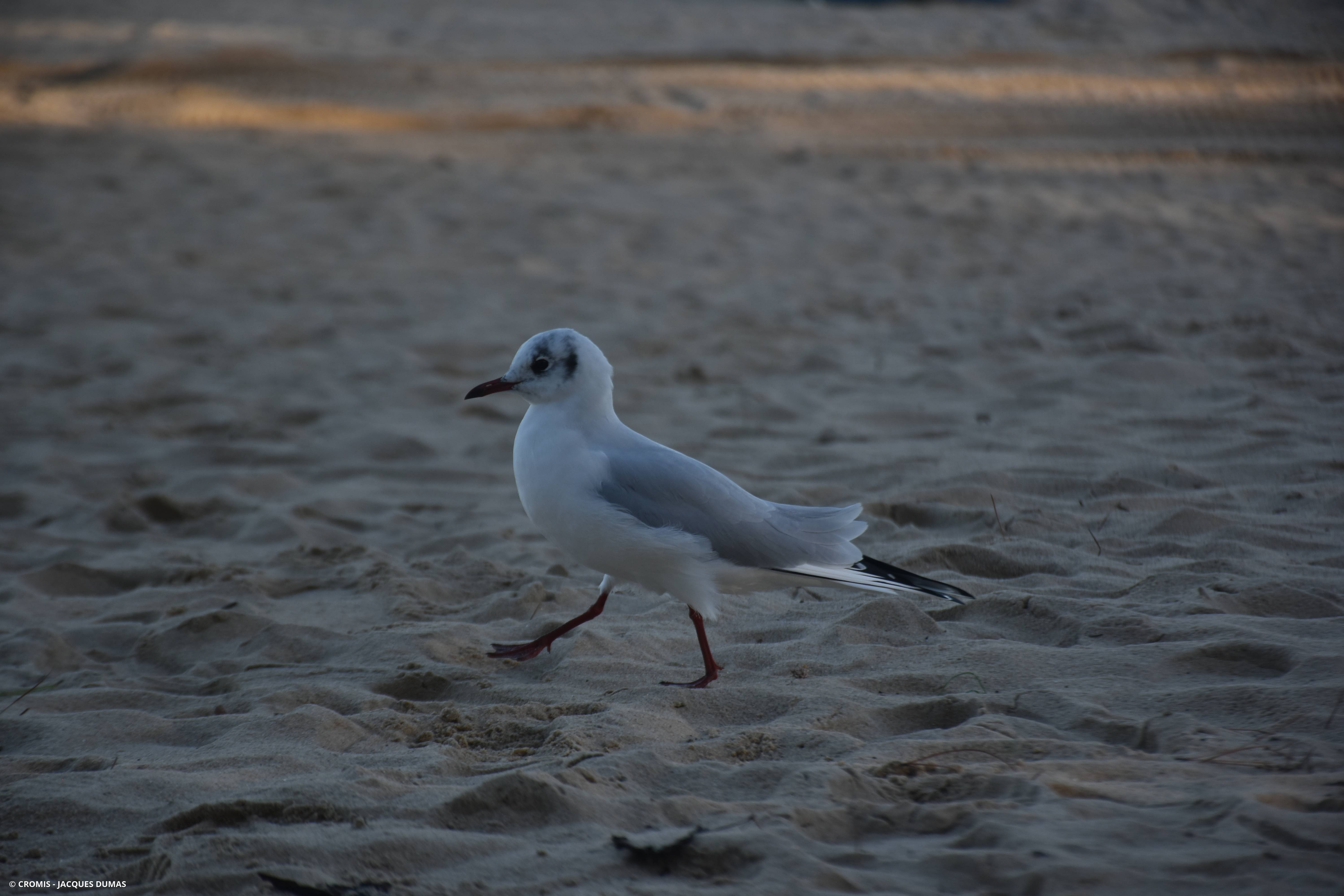 Photo 2 sur 10 : Mouette rieuse