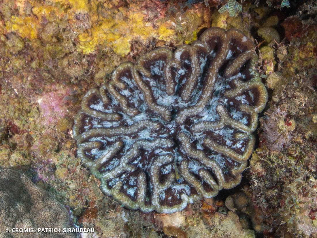 Corail cactus rugueux
