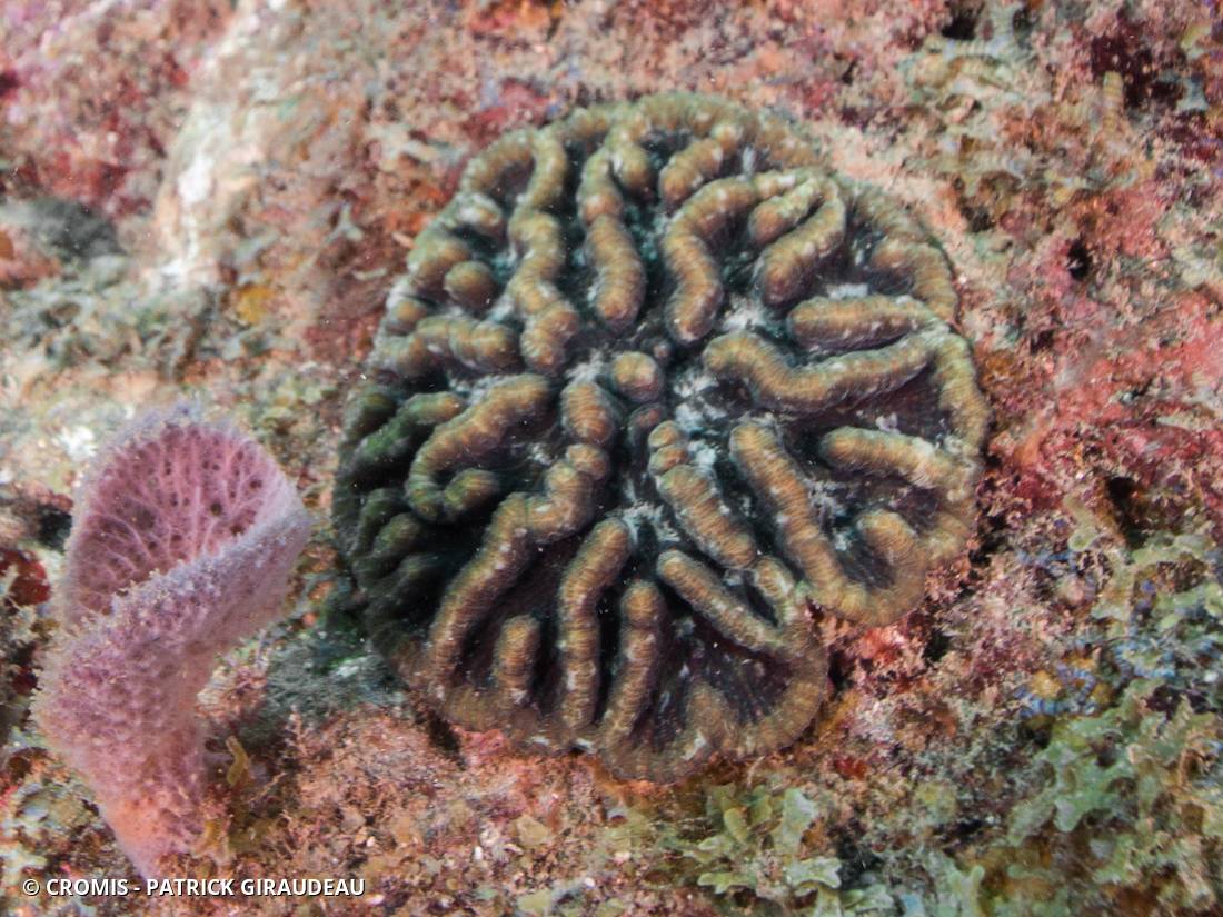Corail cactus rugueux