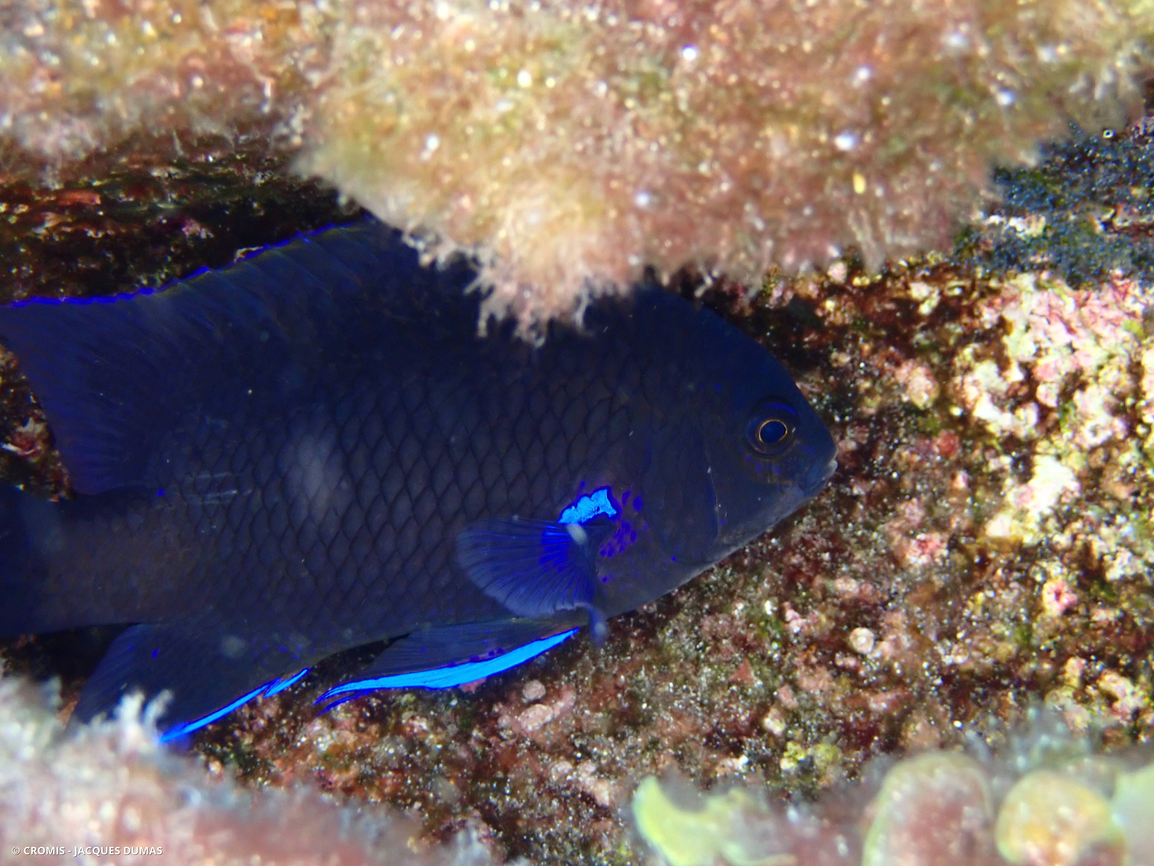 Demoiselle des Canaries