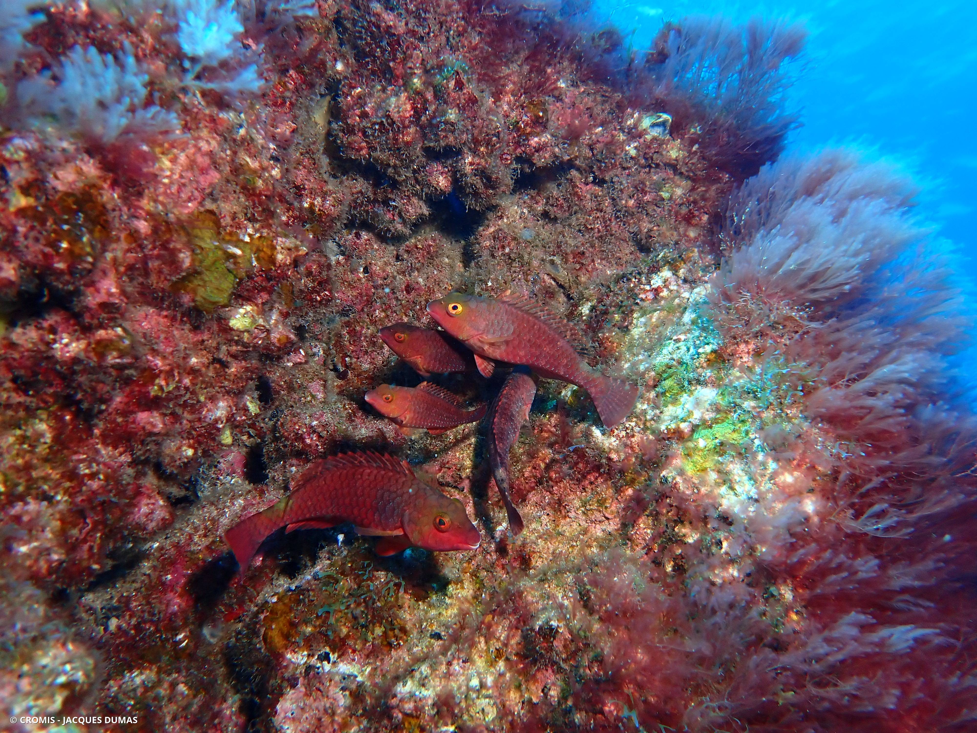Poisson-perroquet méditerranéen