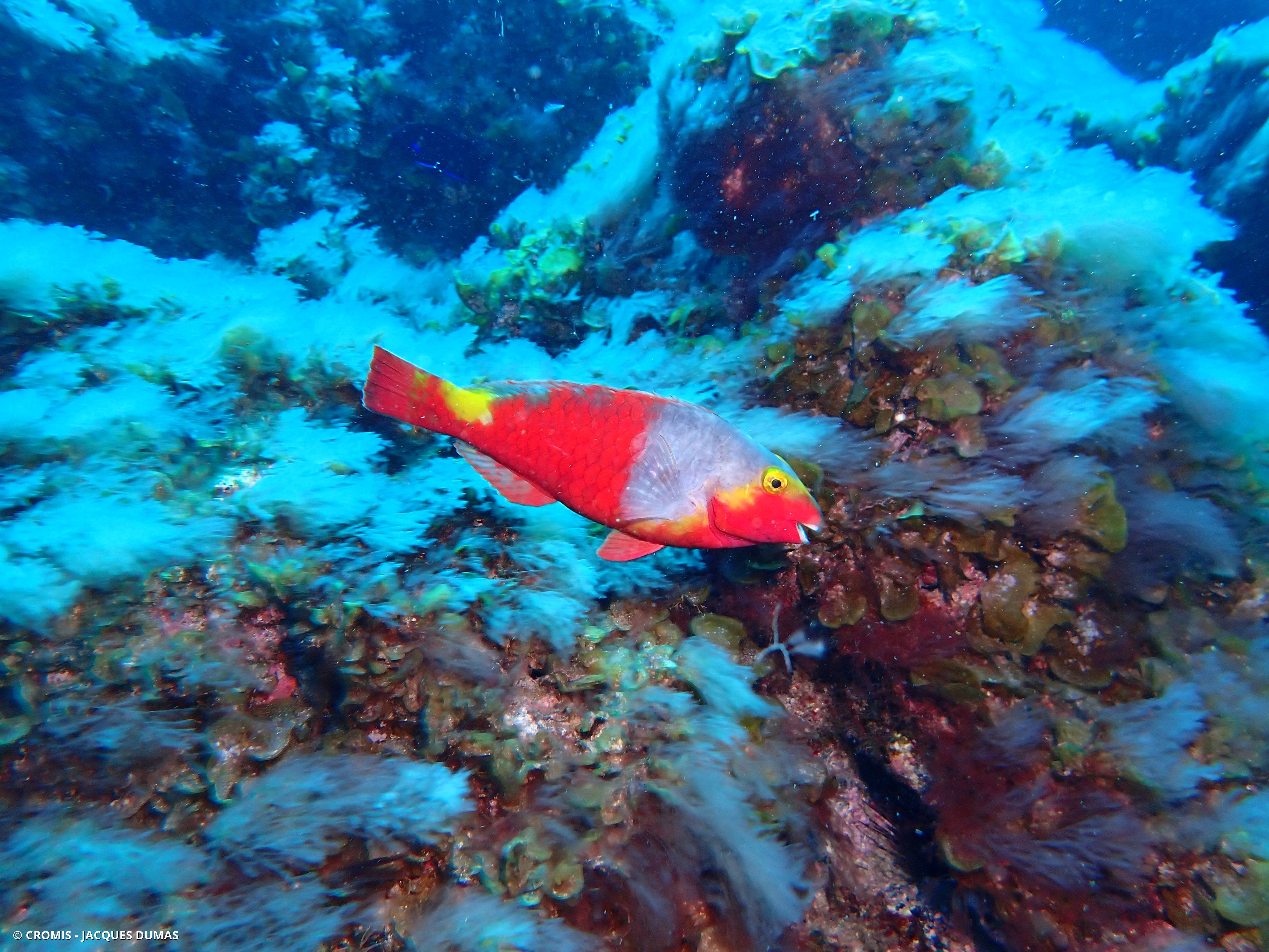 Poisson-perroquet méditerranéen