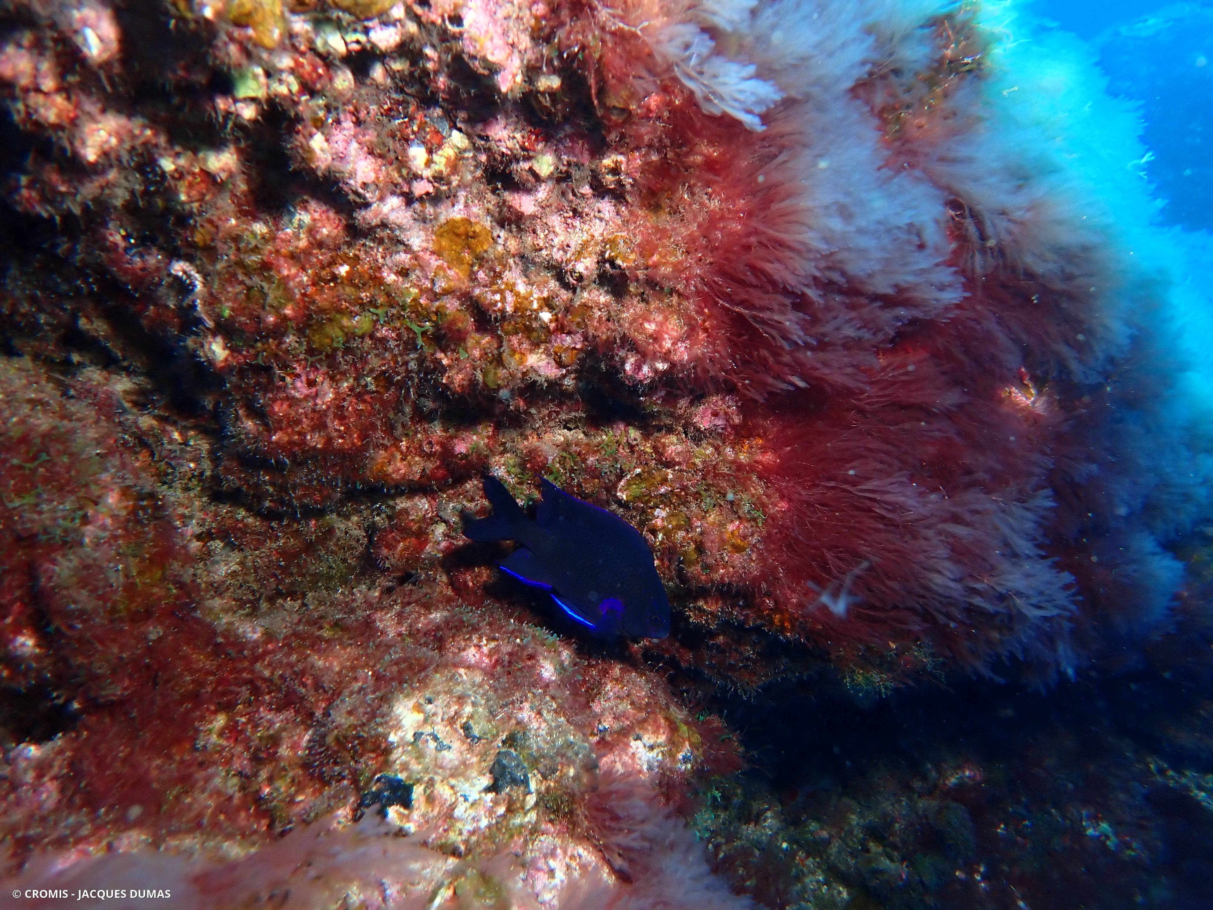 Demoiselle des Canaries