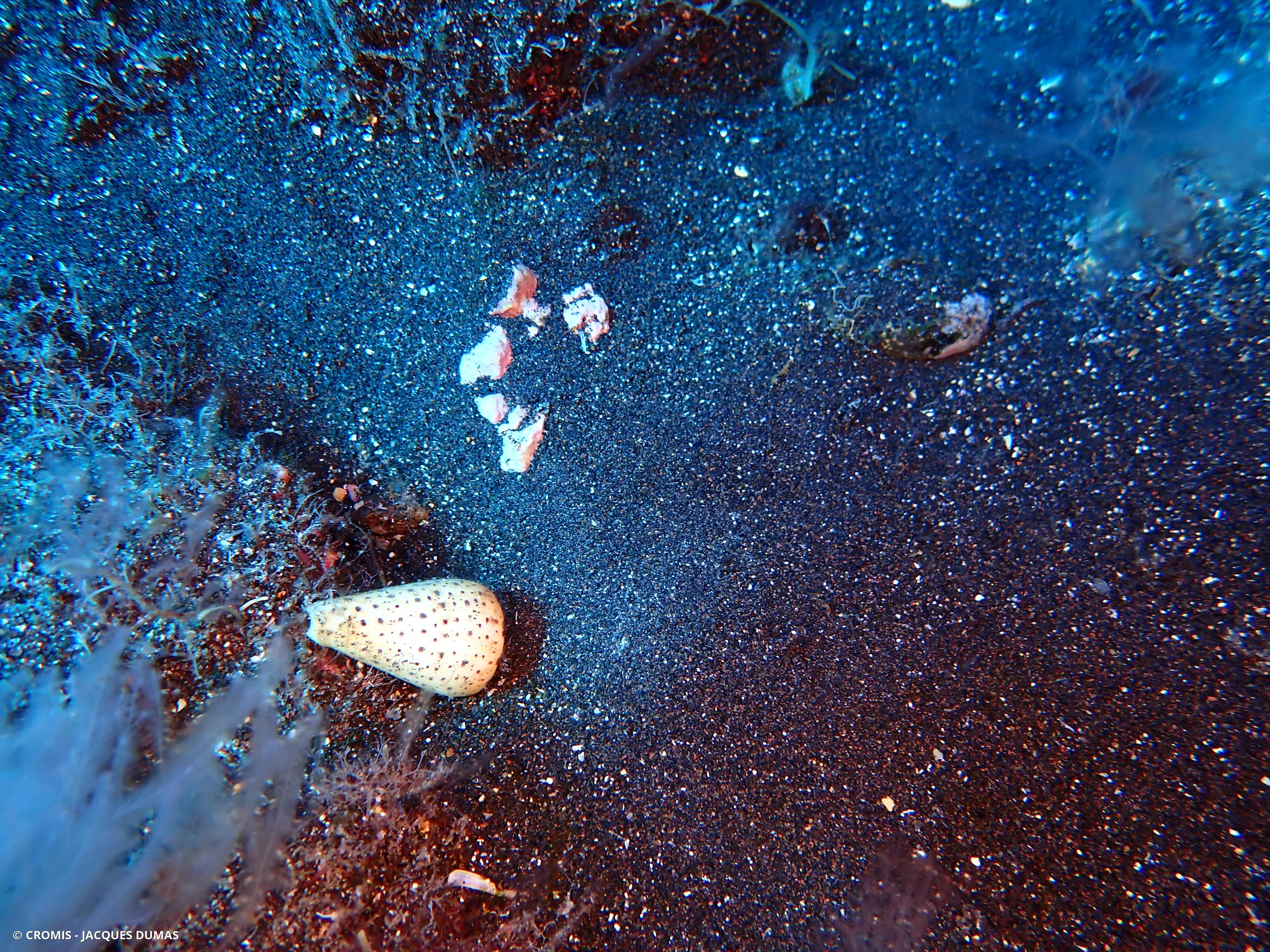 Cône des Canaries