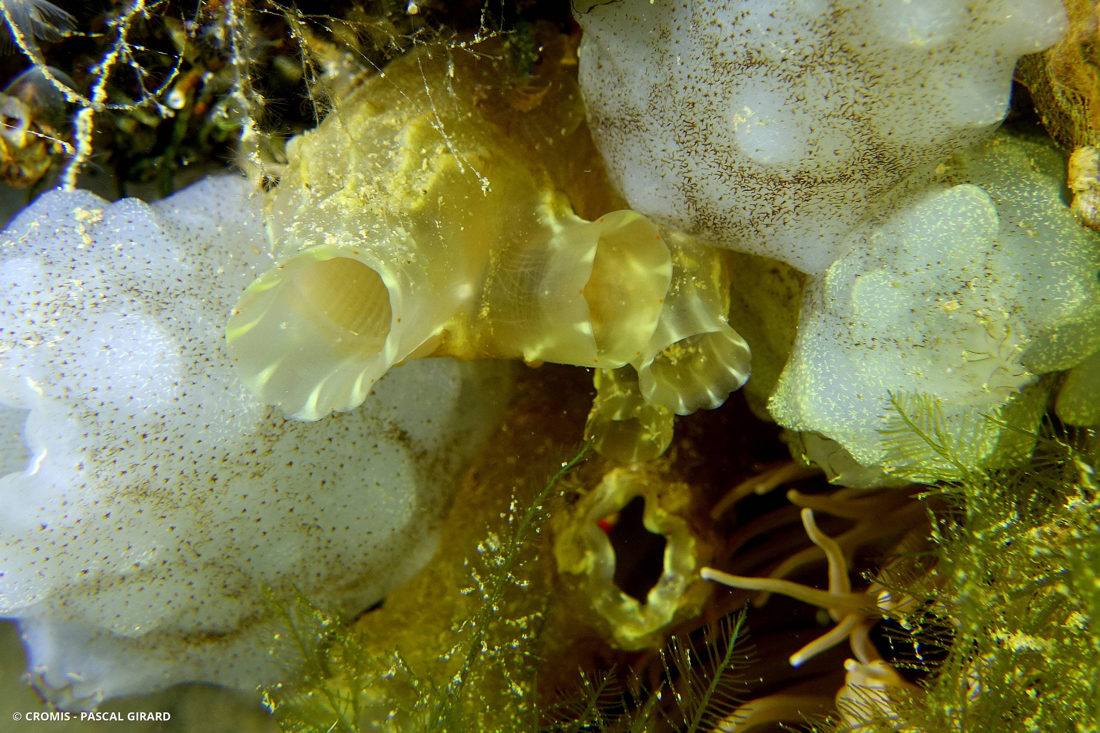 Cione robuste