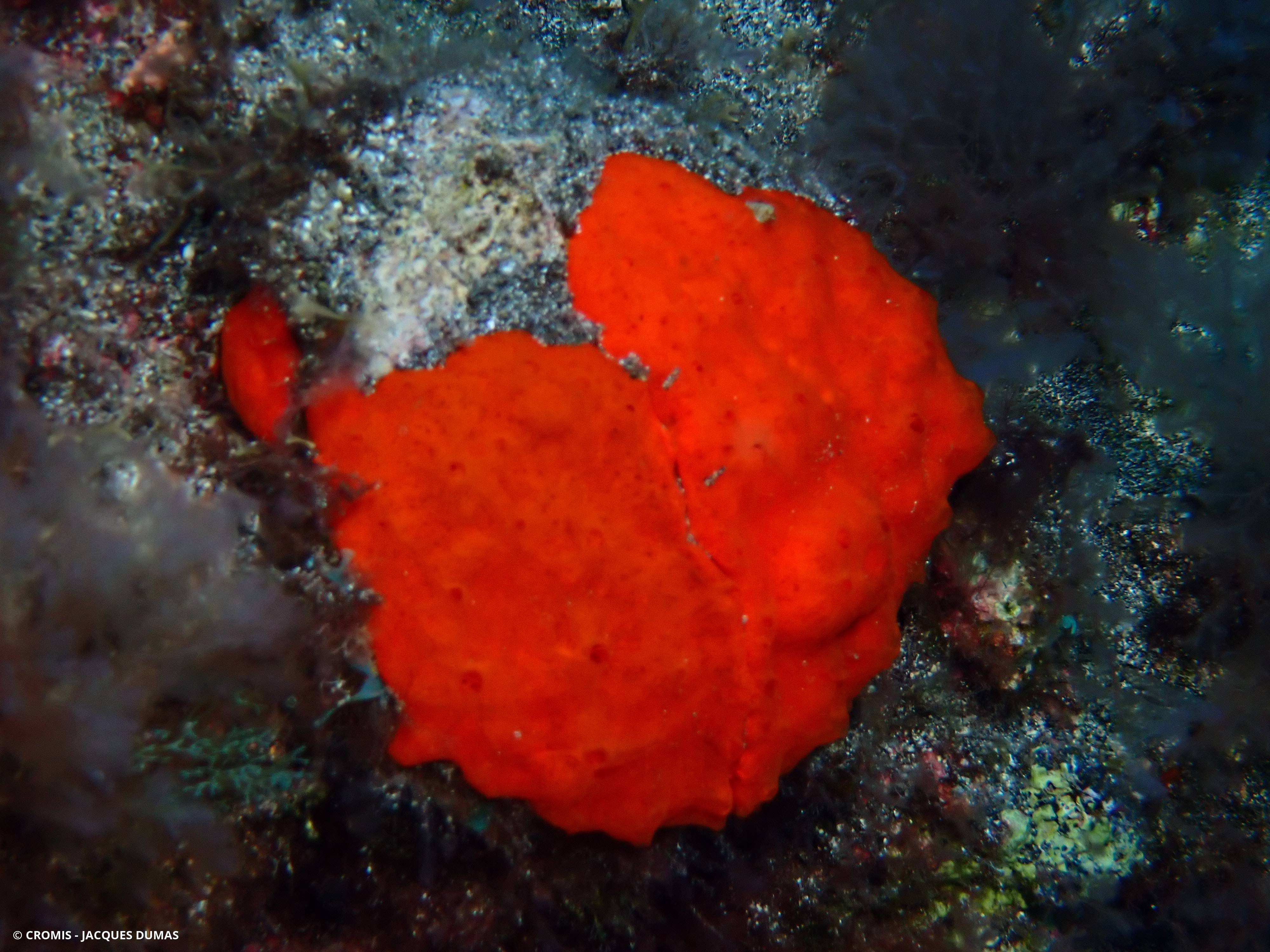 Eponge orange des Canaries