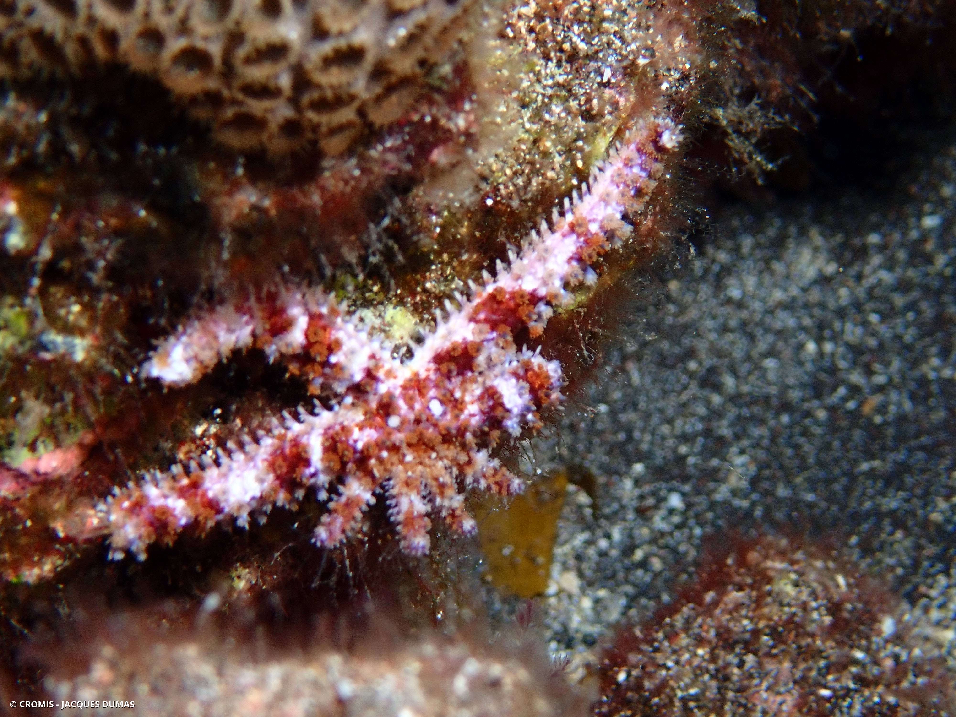 Etoile de mer épineuse