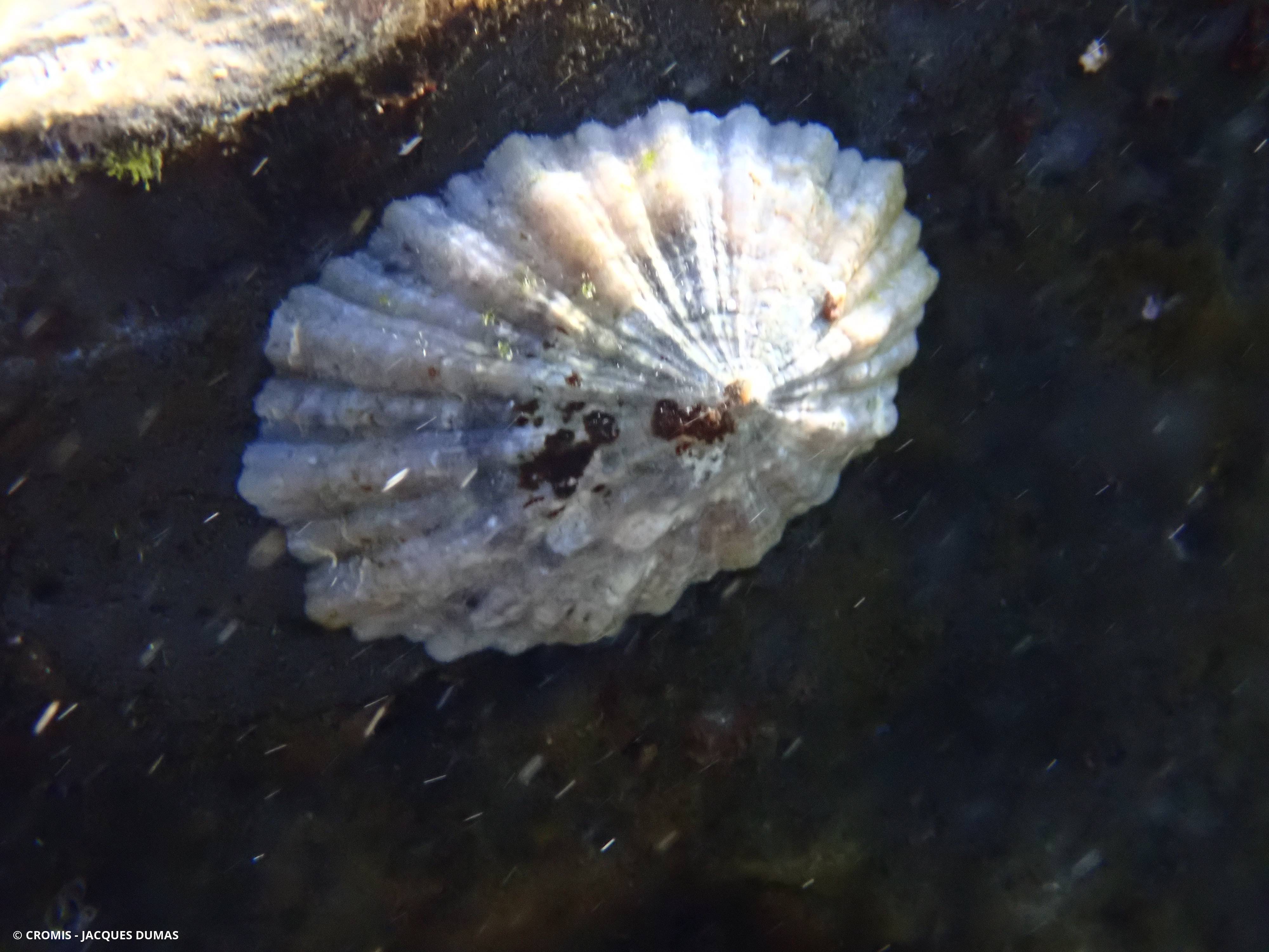 Patelle canarienne