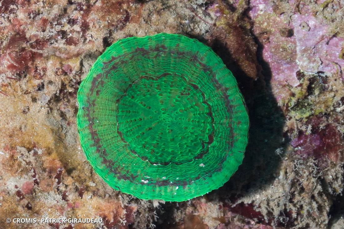 Corail coeur d'artichaut