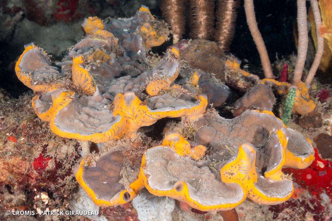 Eponge orange givrée