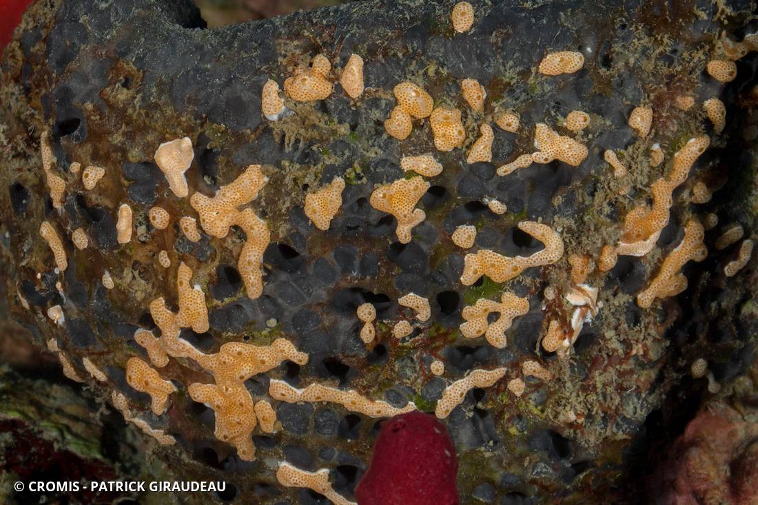 Didemnum conchyliatum