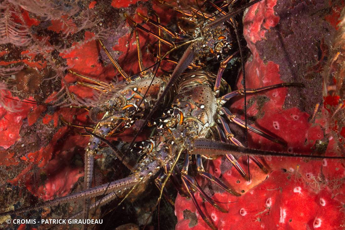Langouste des Caraïbes